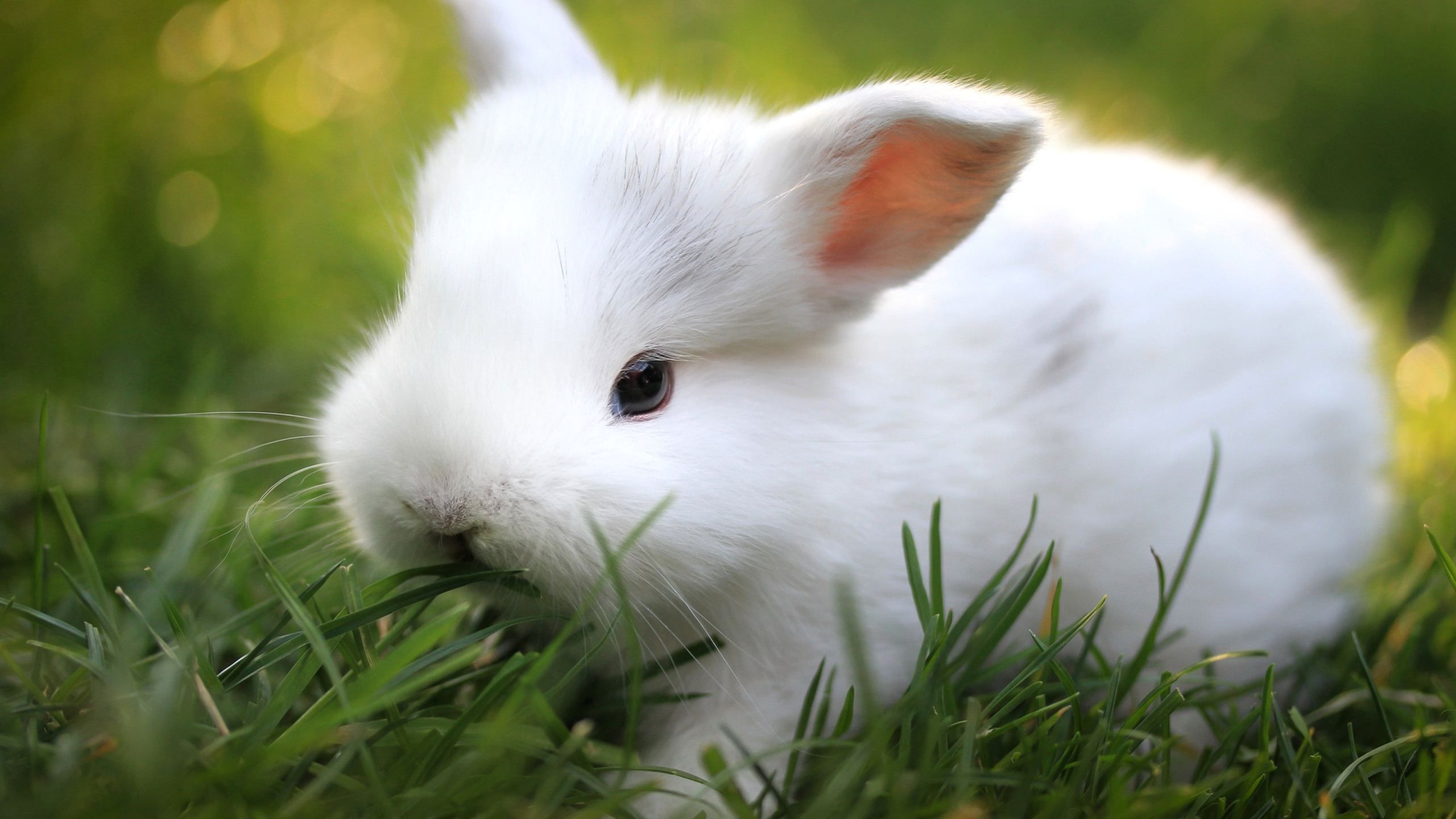 Bunny Wallpaper HD