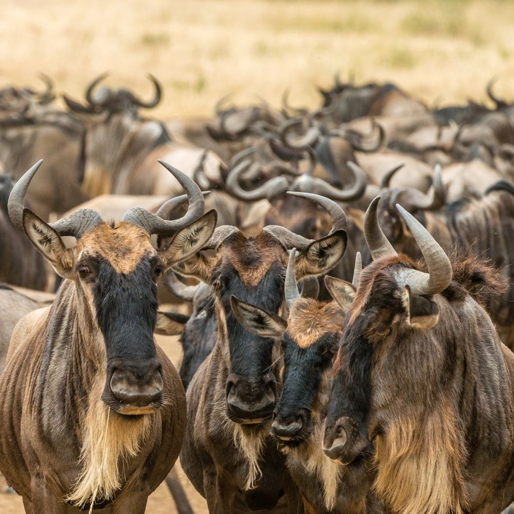 Wildebeest Picture. Download Free Image