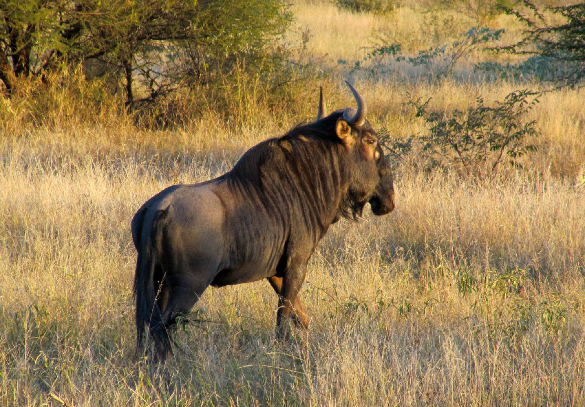 Wildebeest Wallpaper. Wildebeest Wallpaper, Blue Wildebeest Wallpaper and Female Wildebeest Wallpaper