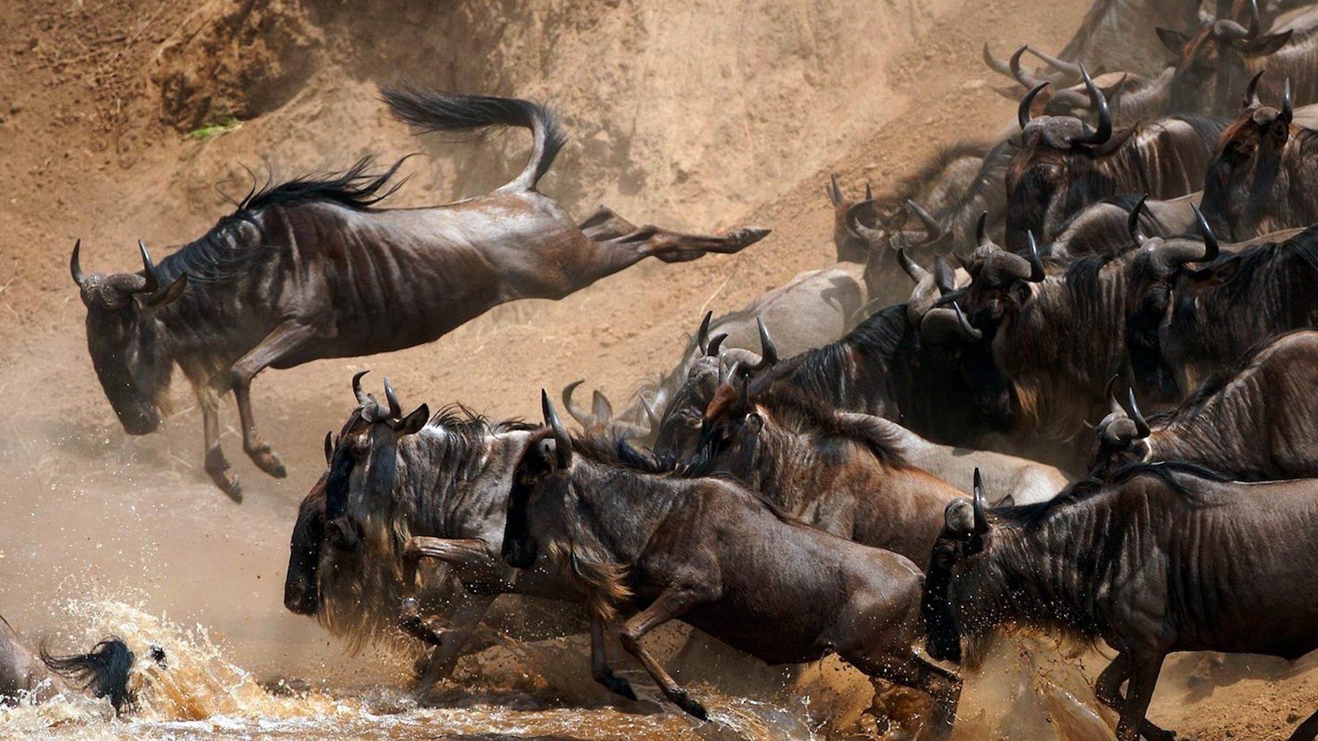 animals, Nature, Wildebeests Wallpaper HD / Desktop and Mobile Background