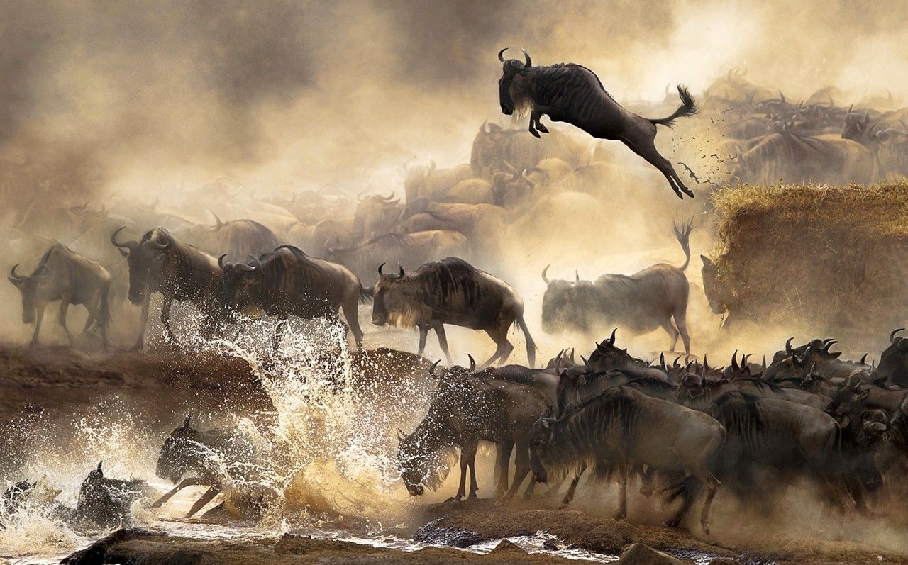 Wildebeest Wallpaper 1280×797