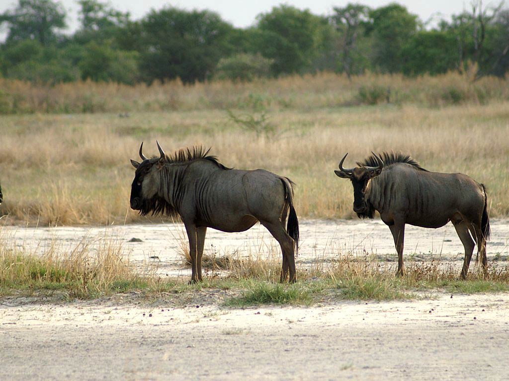 Free Gnu Wallpaper And Background HD Wallpaper