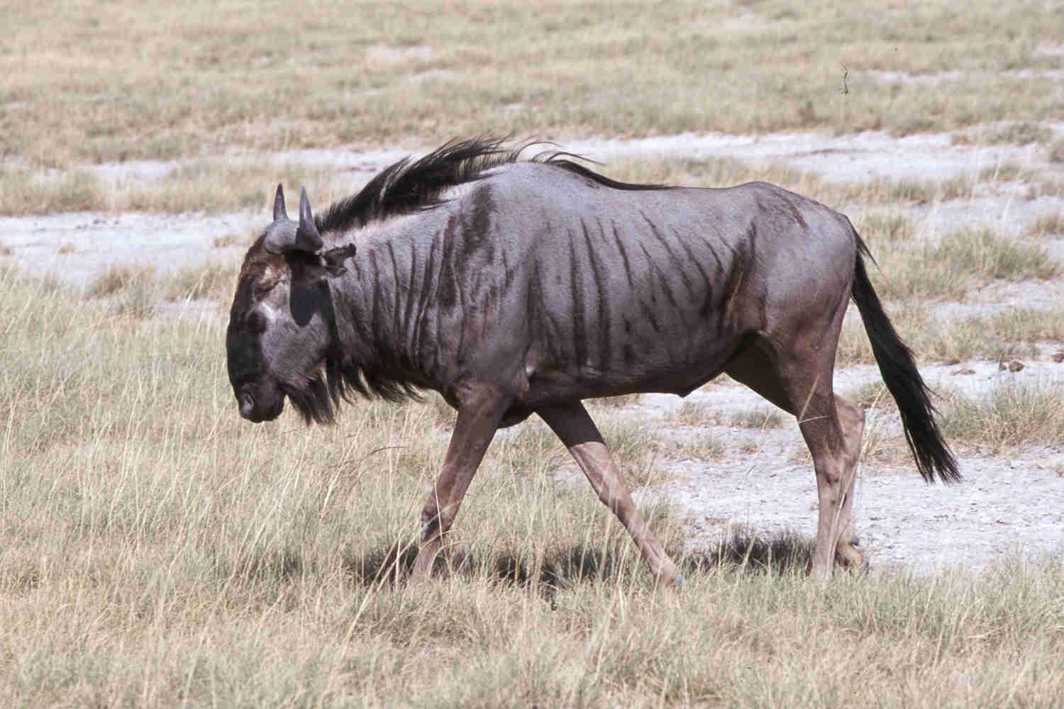 Wildebeest Zimbabwe HD Wallpaper