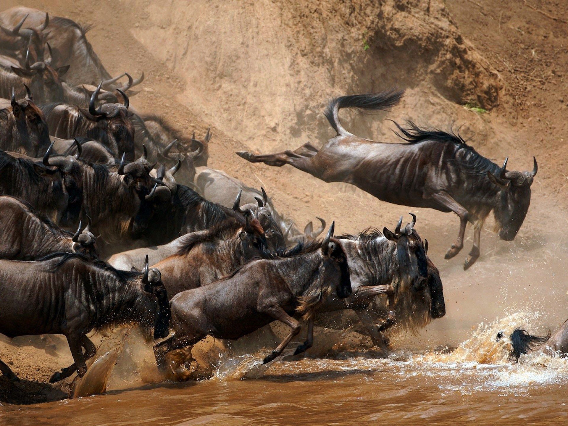 wildebeest HD wallpaper, background