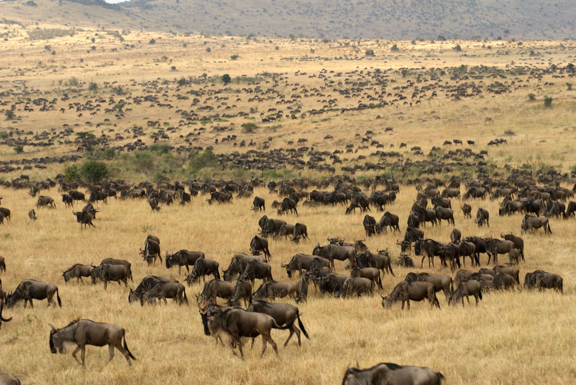 migration, Wildebeest, Africa, Landscapes, Grass, Fields, Herd Wallpaper HD / Desktop and Mobile Background