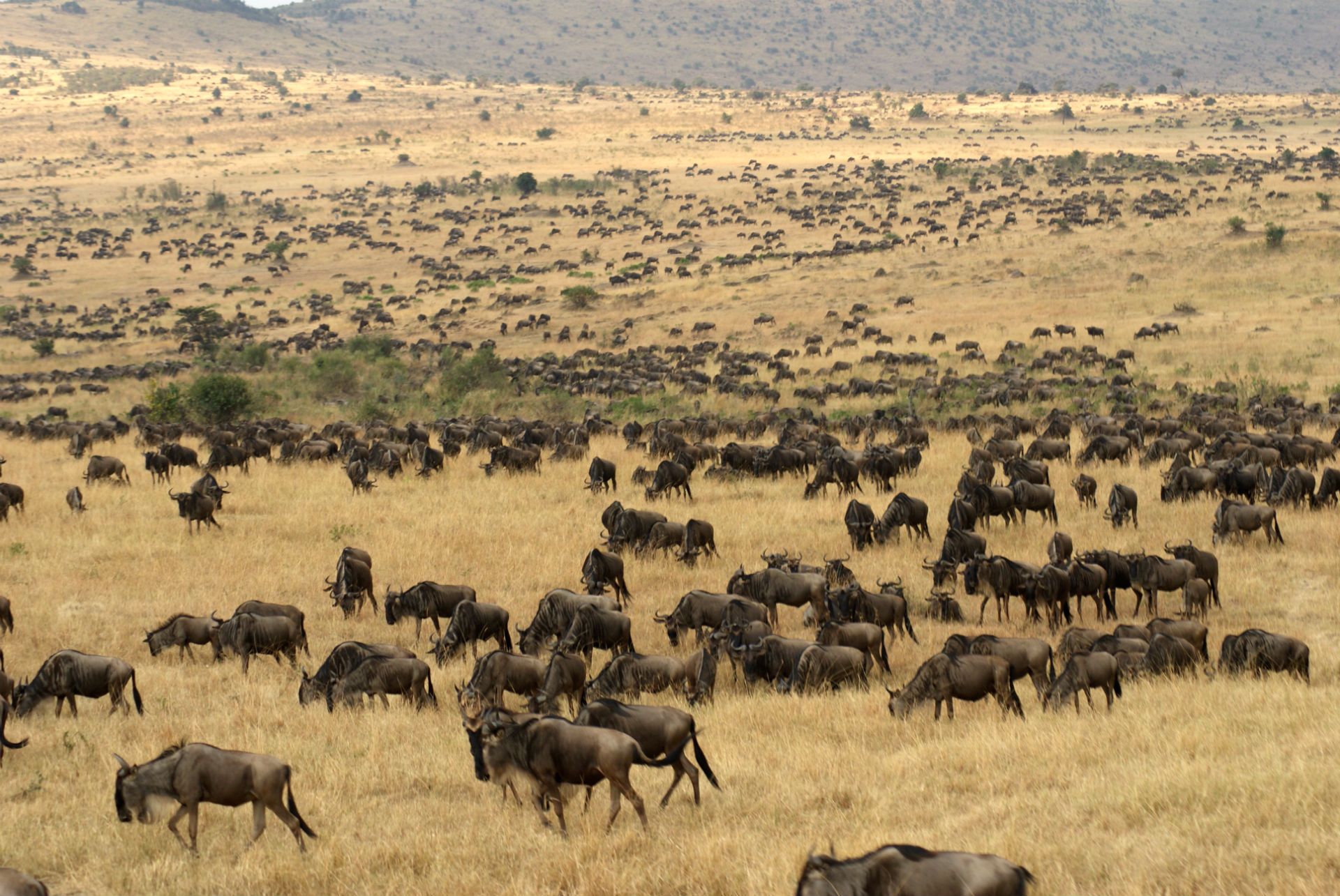 Wildebeest Wallpapers - Wallpaper Cave