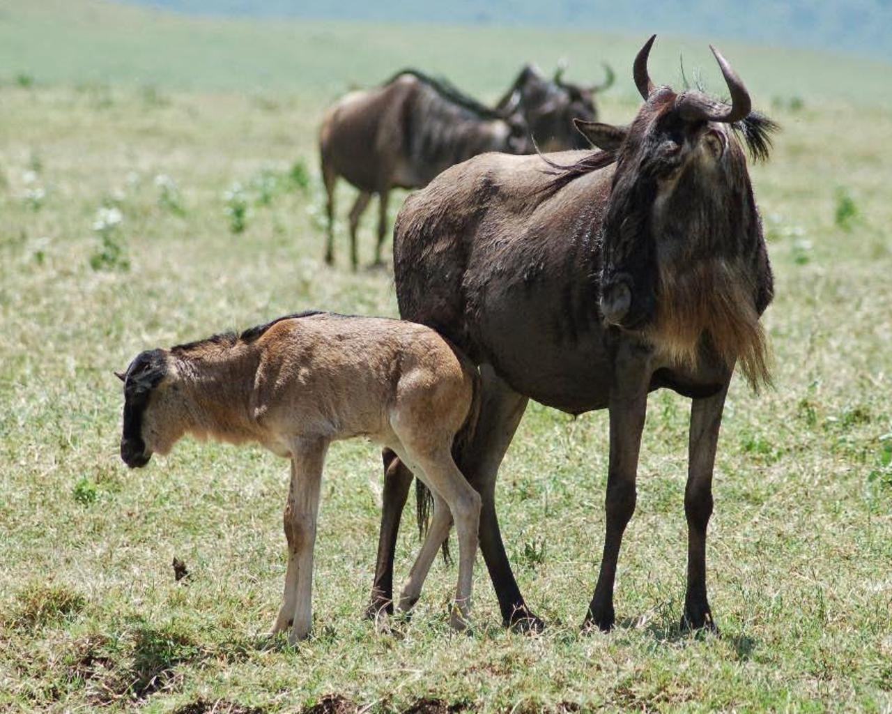 Blue wildebeest Wallpaper for Android