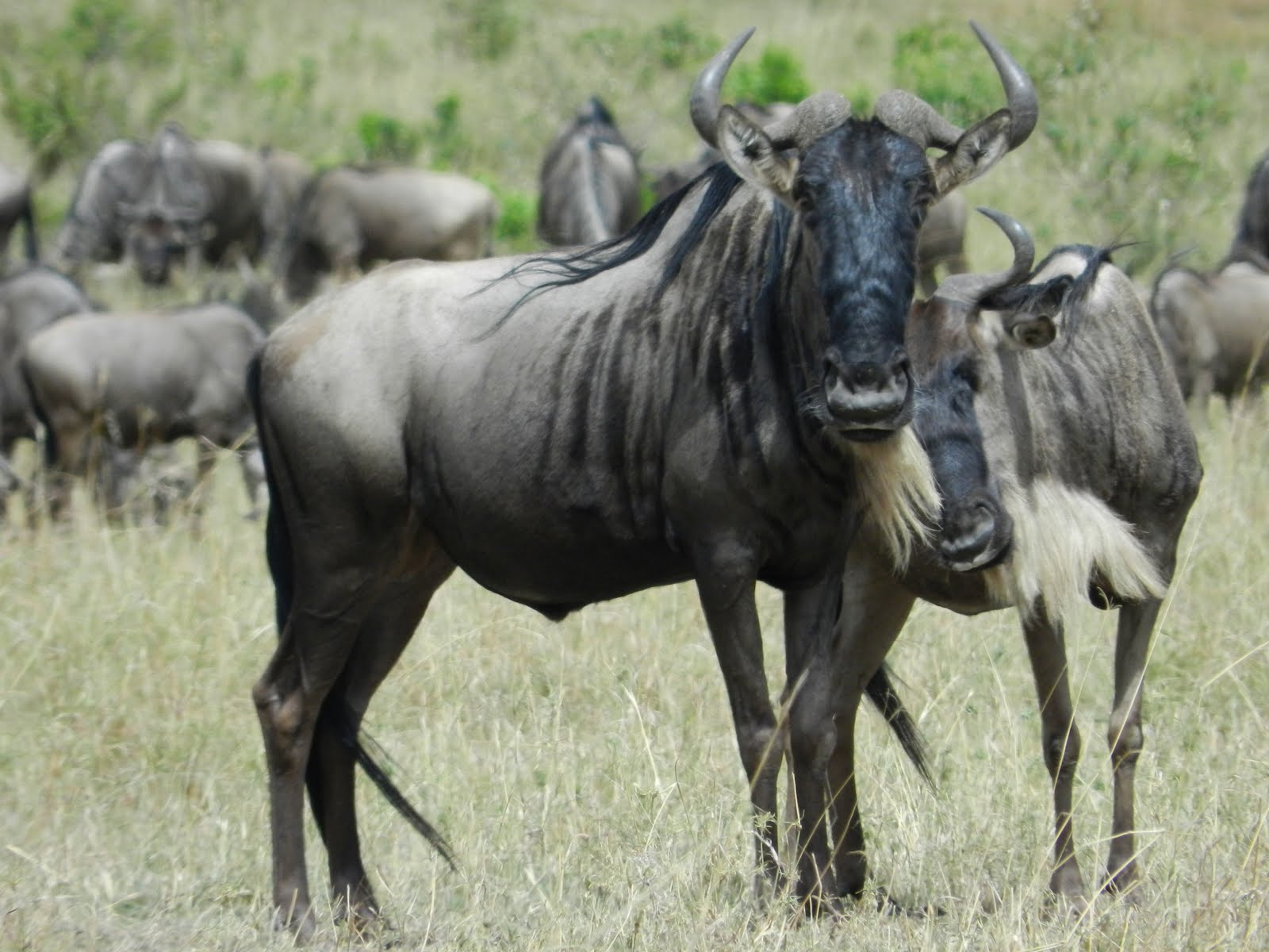 Гну вход. Антилопа гну. Голубая антилопа гну. Африканская антилопа Гни. Wildebeest животное.