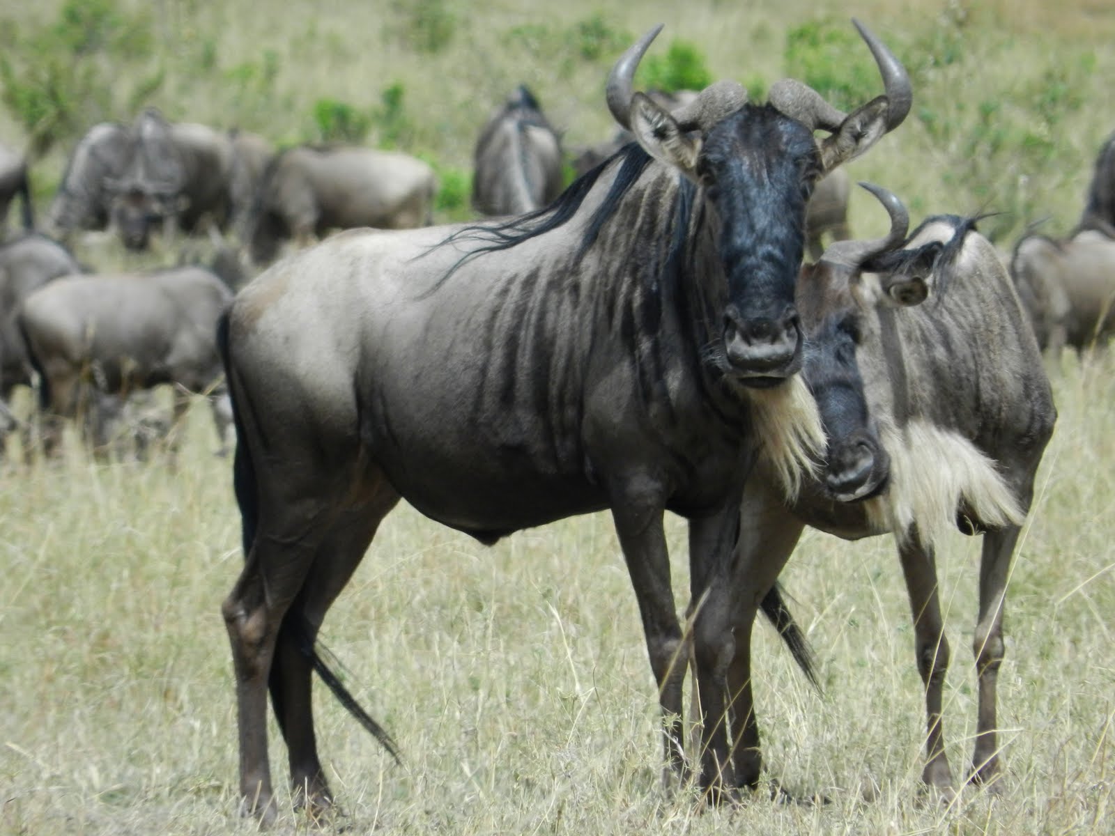 Title Gnu Animal Wildebeest Gnu Wallpaper HD Wallpaper