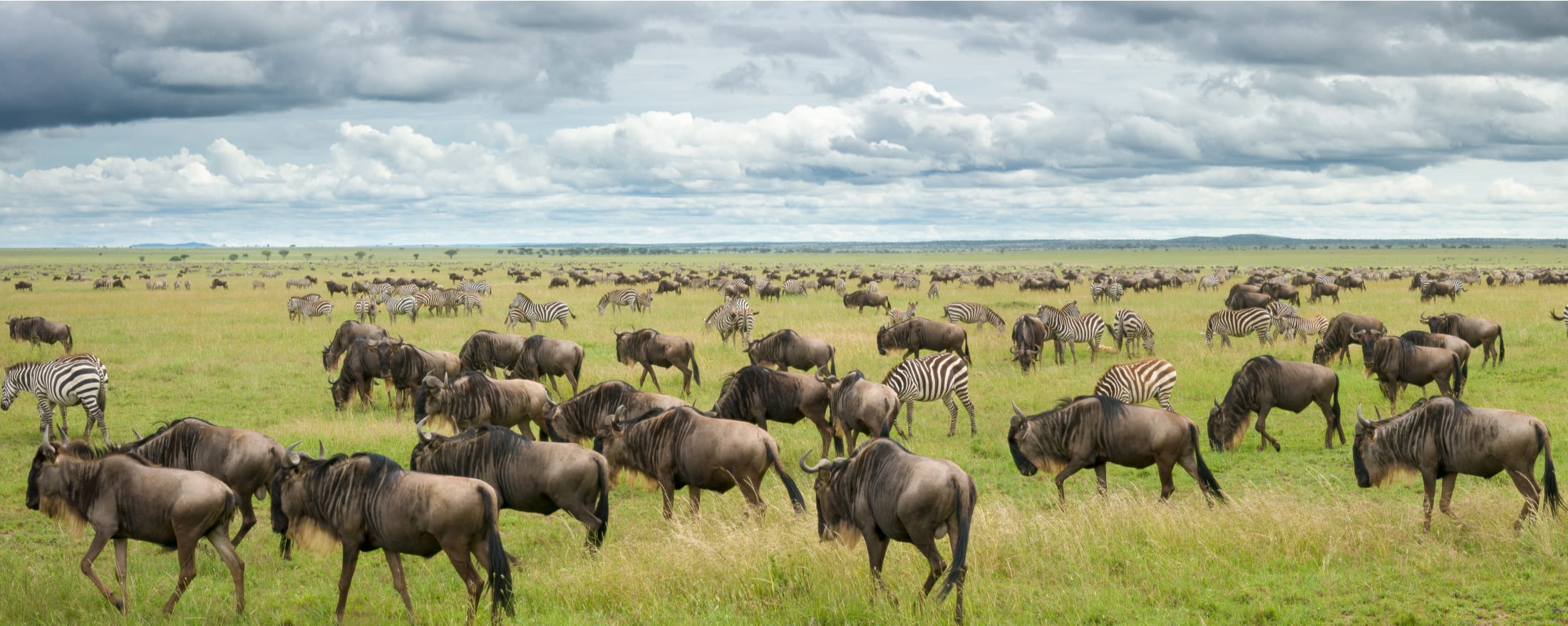 Africa's Wildebeest Migration [April & May 2021]
