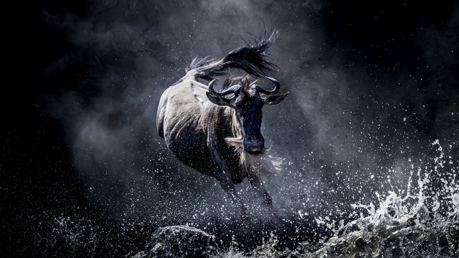 Download 1600x900 Wildebeest, Gnu, Running, Wild, Africa Wallpaper