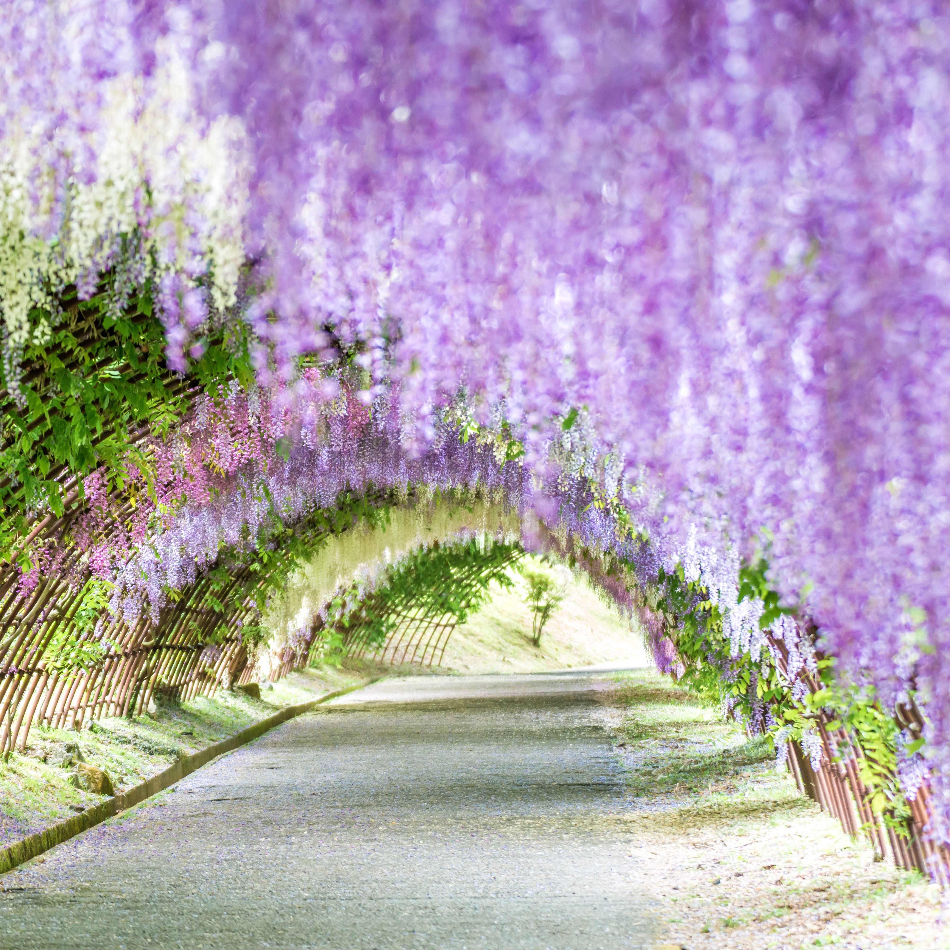 23 Spring Flower Pictures from Around the World