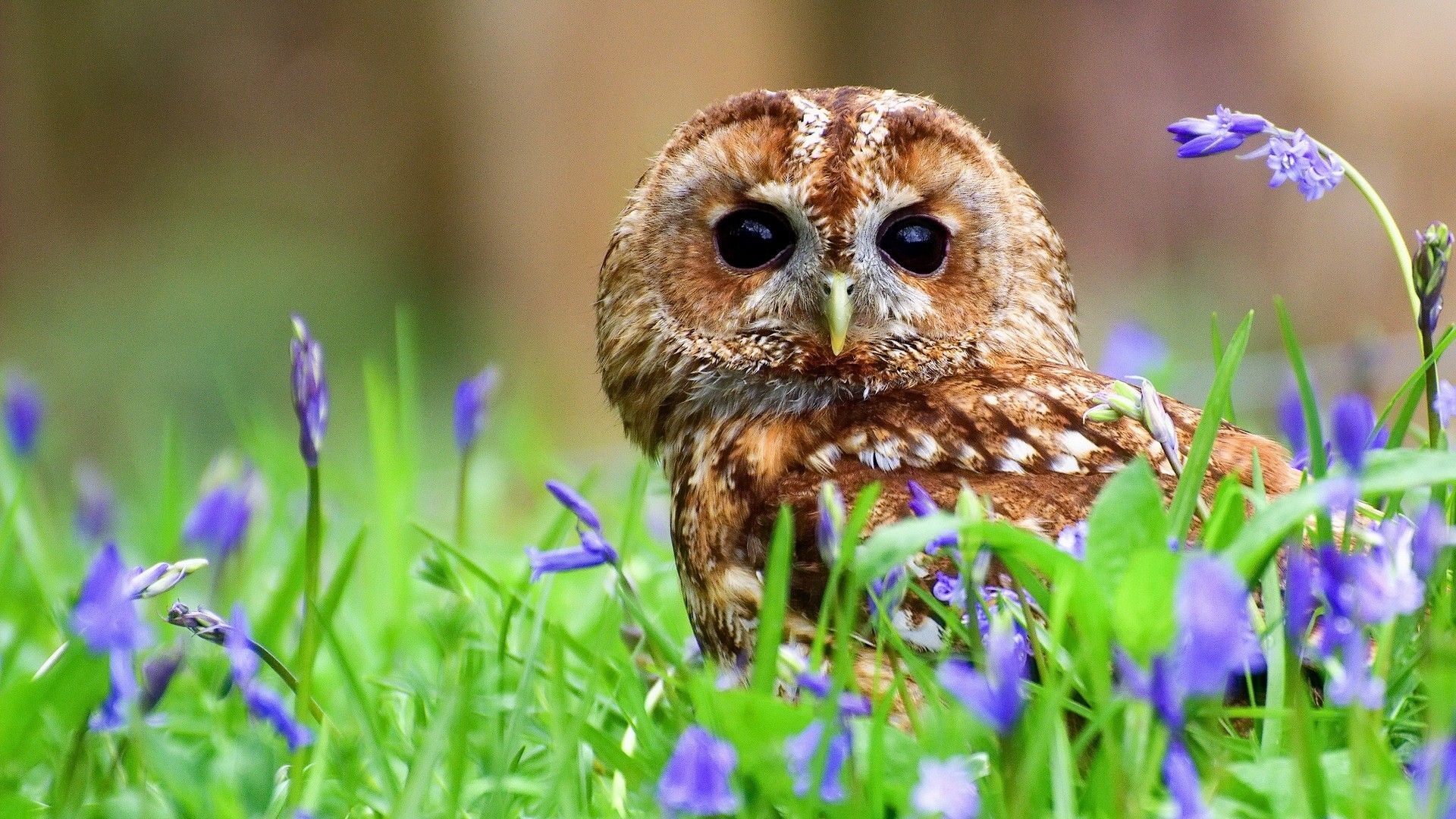 Free Owl Spring Wallpaper