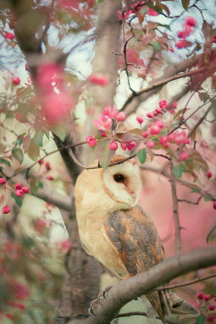 Spring Owl Wallpaper Free Spring Owl Background
