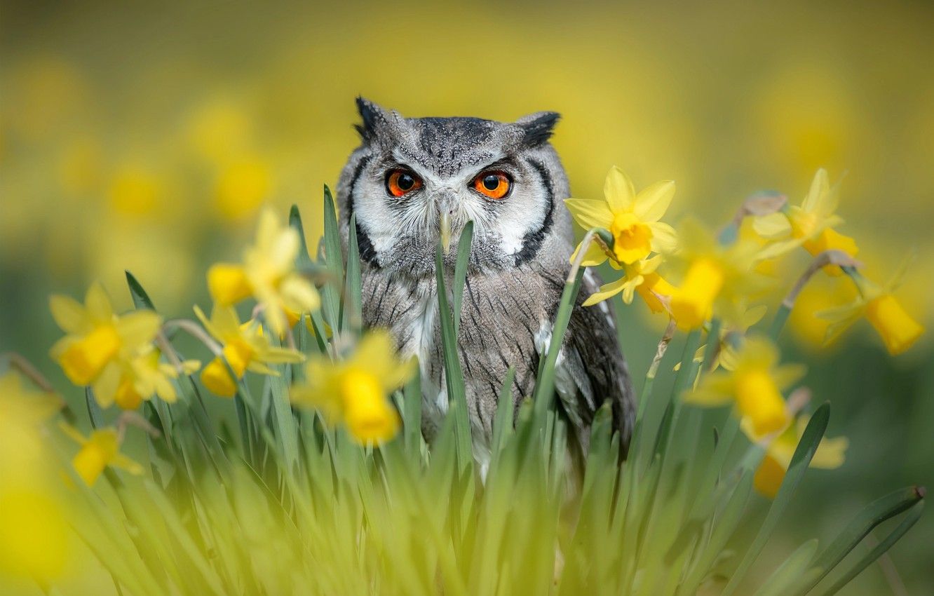 Wallpaper flowers, nature, owl, bird, spring, daffodils, birds of the world image for desktop, section животные