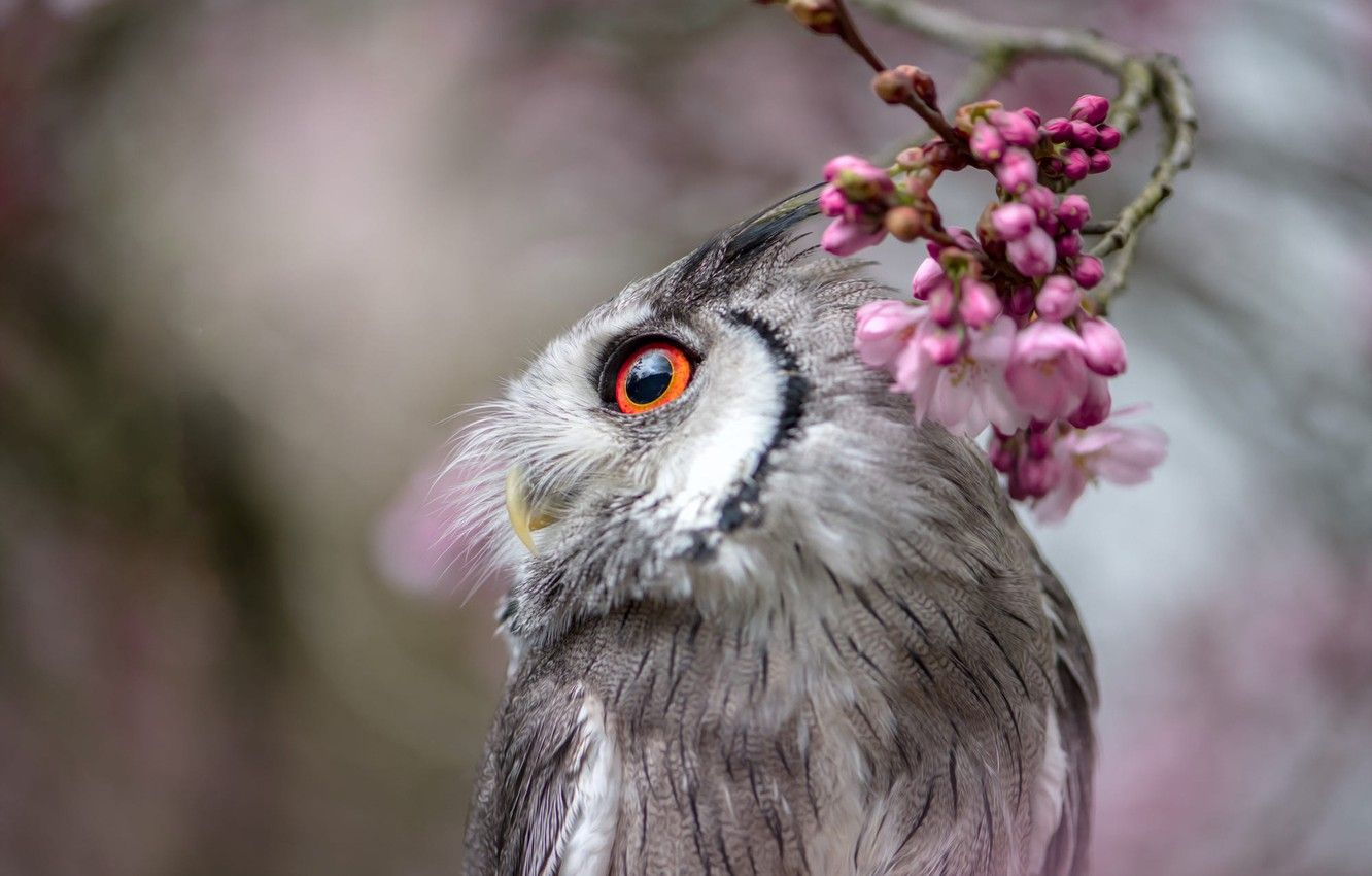 Wallpaper eyes, look, flowers, nature, grey, background, owl, bird, portrait, blur, branch, spring, pink, flowering, bokeh, owl image for desktop, section животные