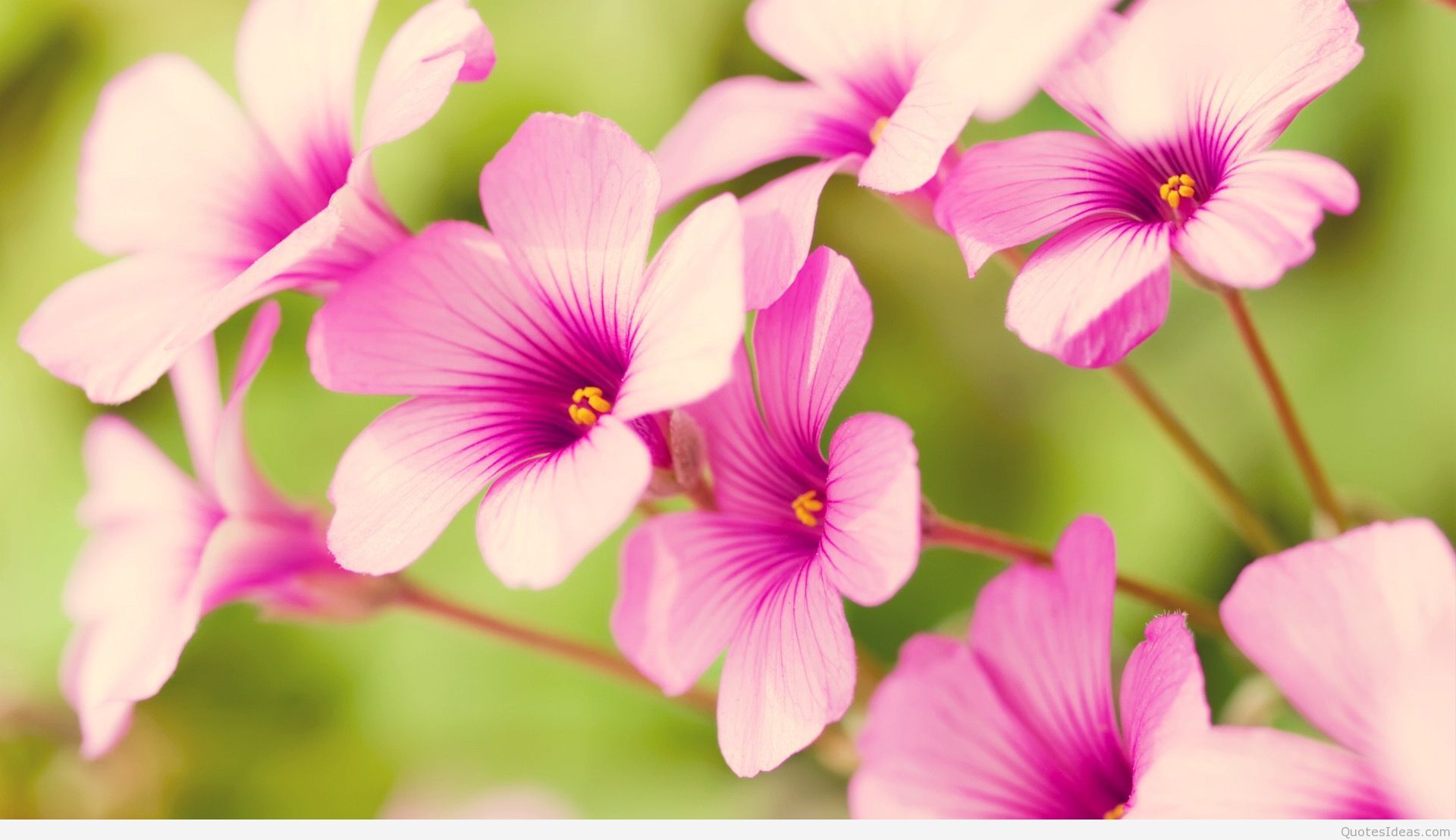 Awesome spring wallpaper with flowers