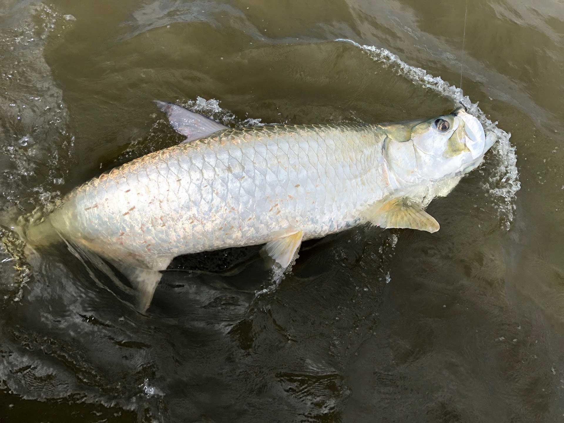 Atlantic Tarpon Wallpapers - Wallpaper Cave