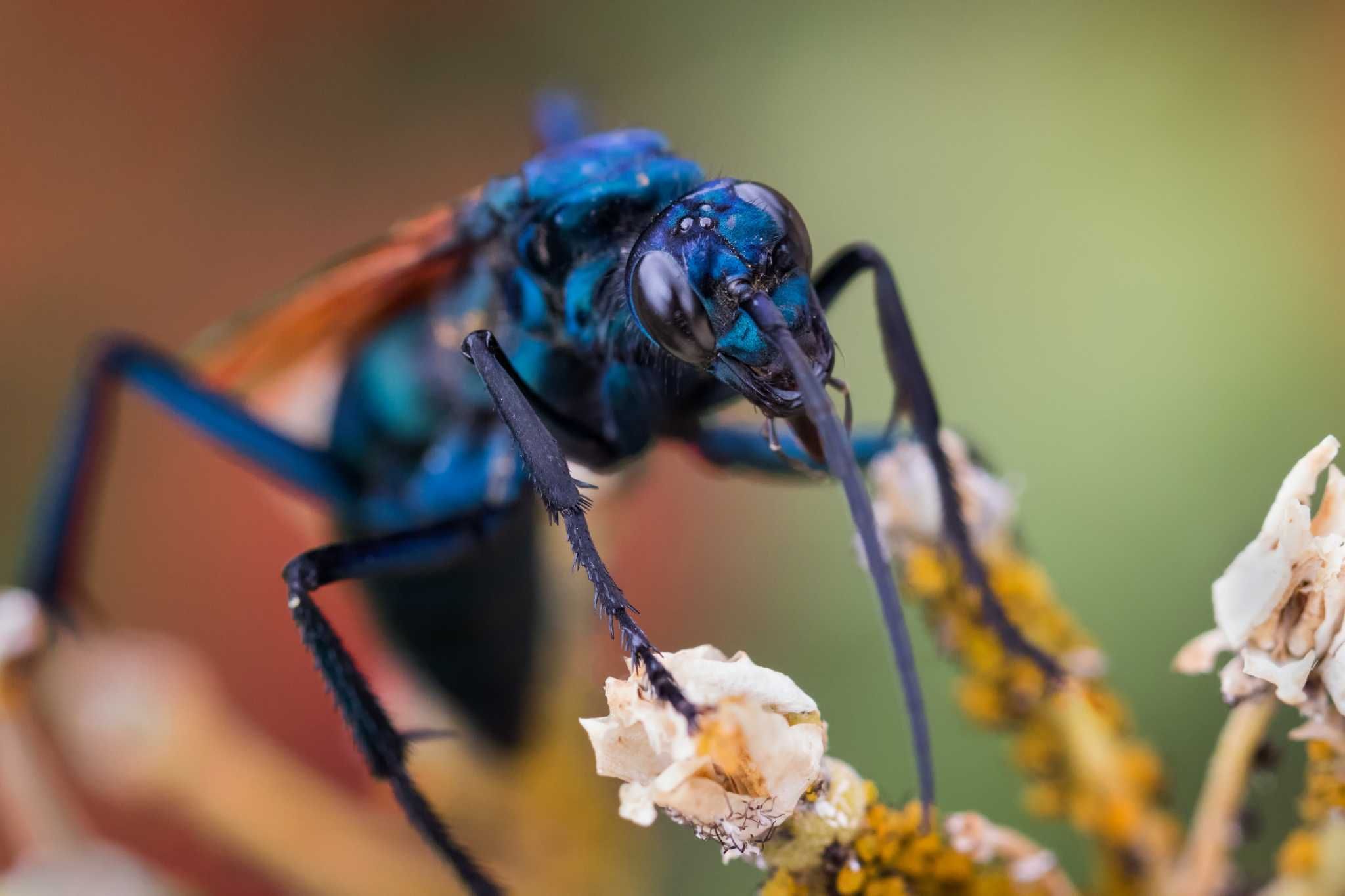 Six things to know about the tarantula hawk