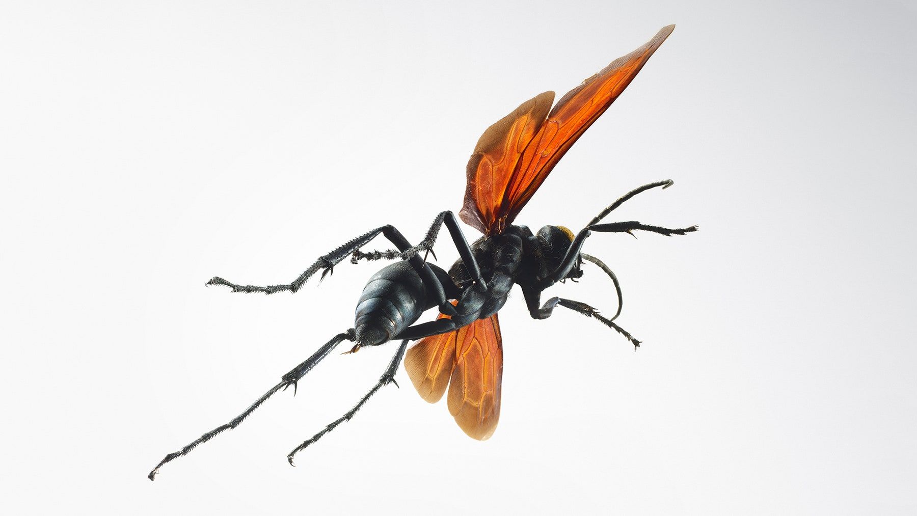 Absurd Creature of the Week: If This Wasp Stings You, 'Just Lie Down and Start Screaming'