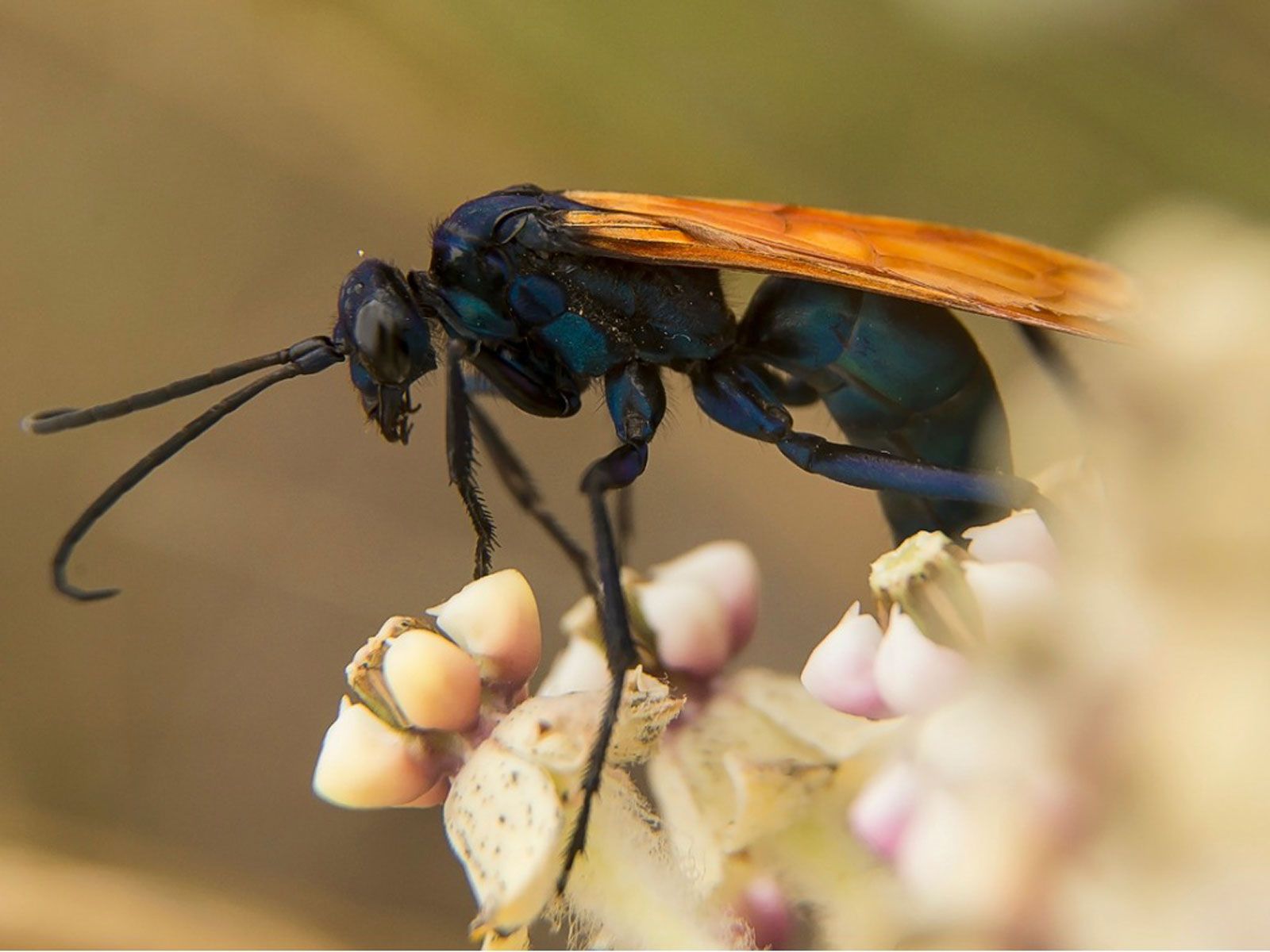Are Spider Wasps Harmful: Is Spider Wasp Control Necessary