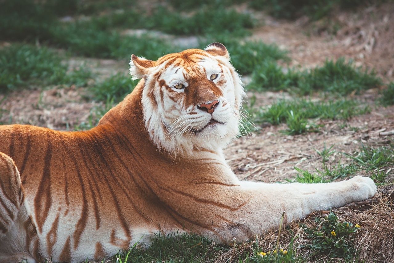 Desktop Wallpaper tiger Golden tigers animal