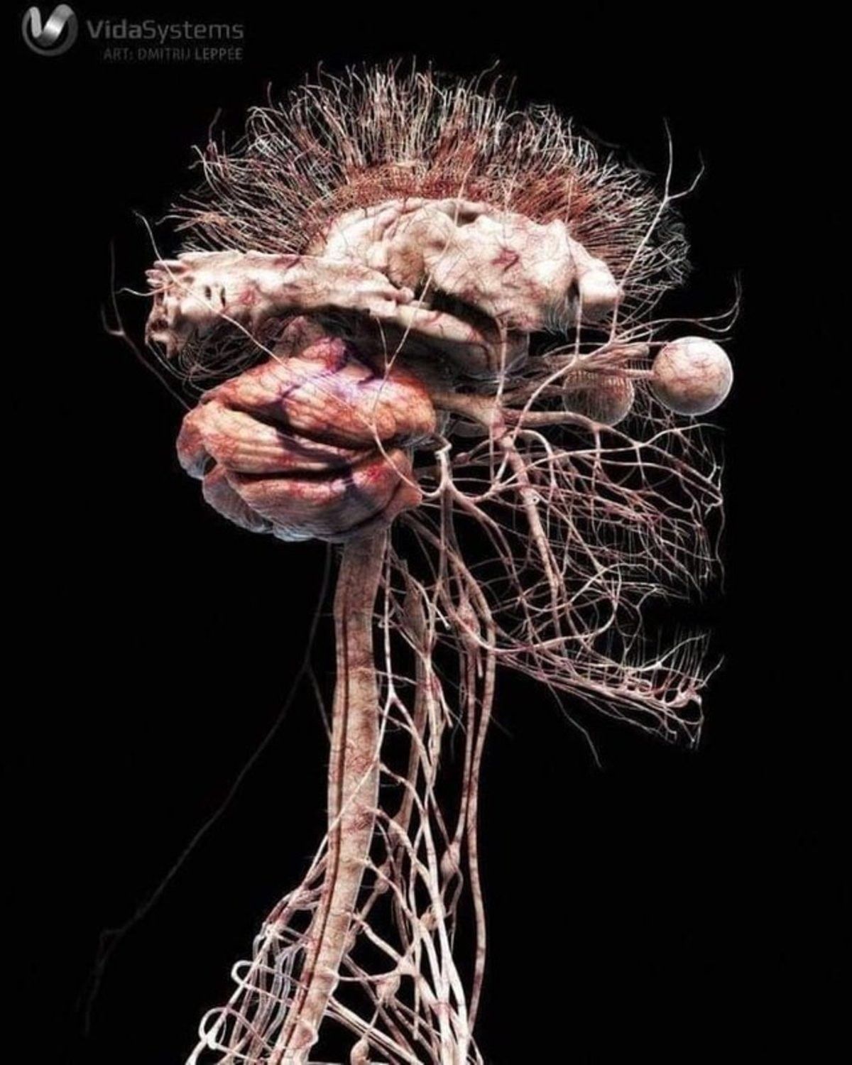 cool nervous system images