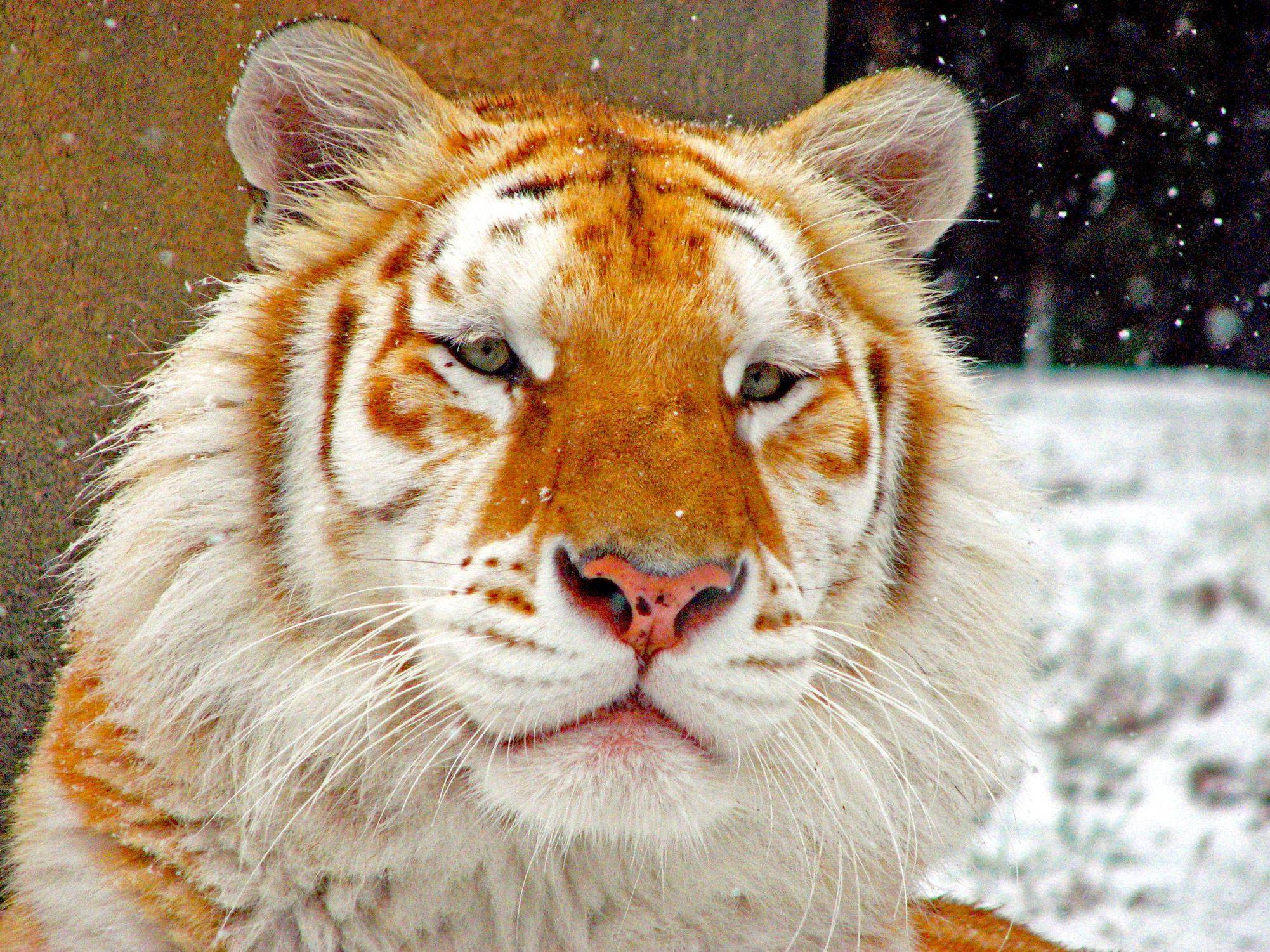 2002x1501px Golden Tiger (626.15 KB).02.2015