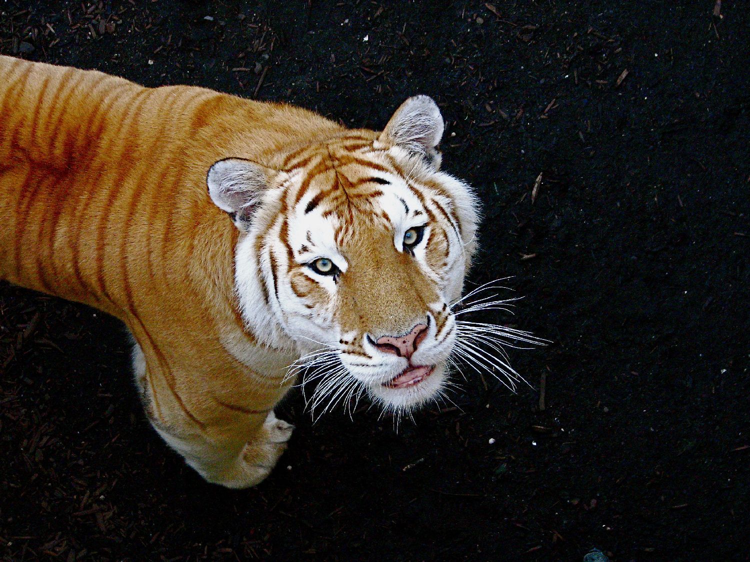 Animal, Tiger, And Nature Image Tiger Gif
