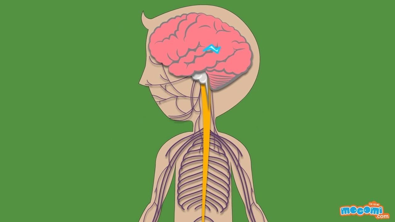 How does the Nervous System Work? For Kids