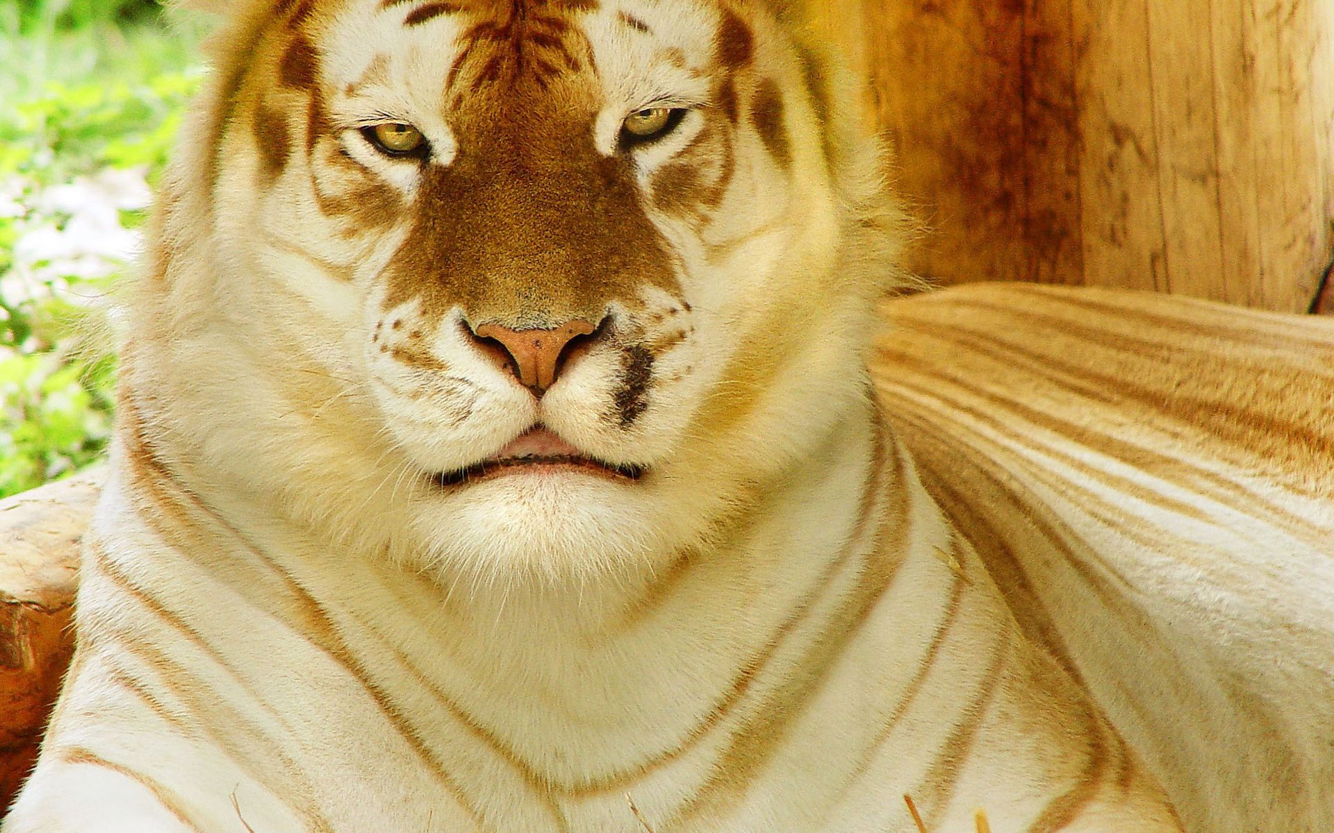 Tiger gold tiger wild cat muzzle face eyes pattern stripes wallpaperx1200