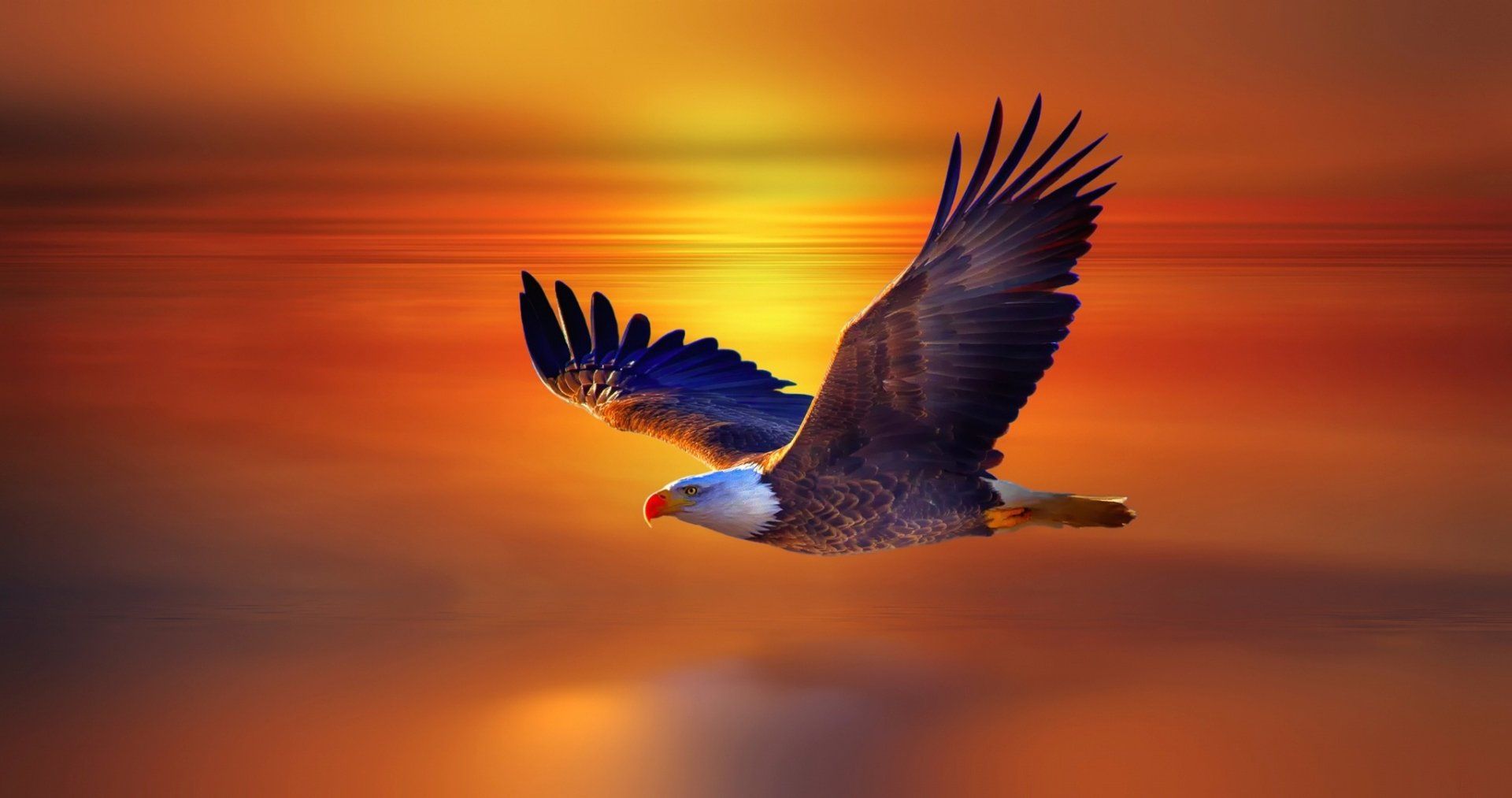 Animal Bald Eagle Sunset Flight Eagle Wallpaper. Eagle wallpaper, Bald eagle, Eagle painting