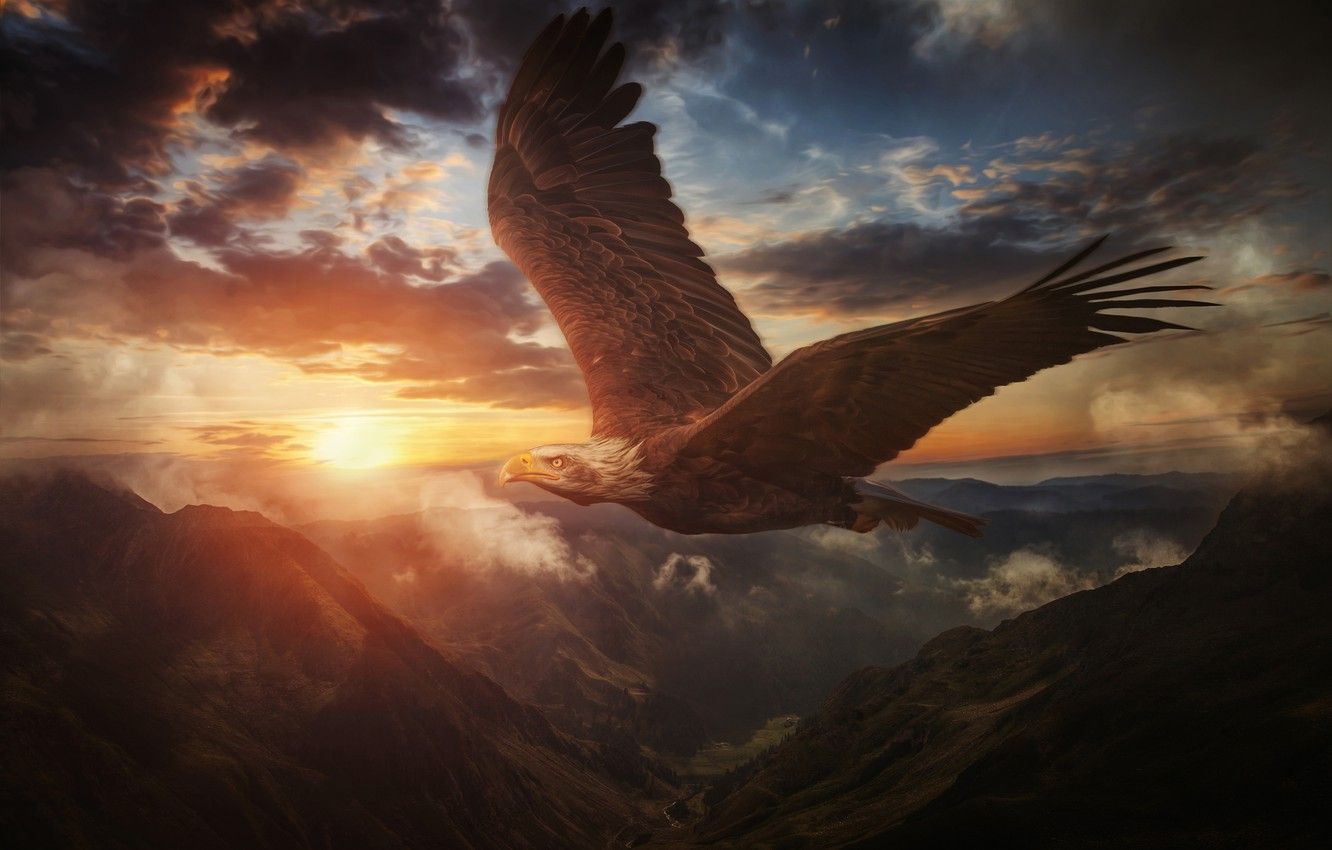 Wallpaper the sky, sunset, mountains, bird, wings, flight, Bald eagle image for desktop, section животные