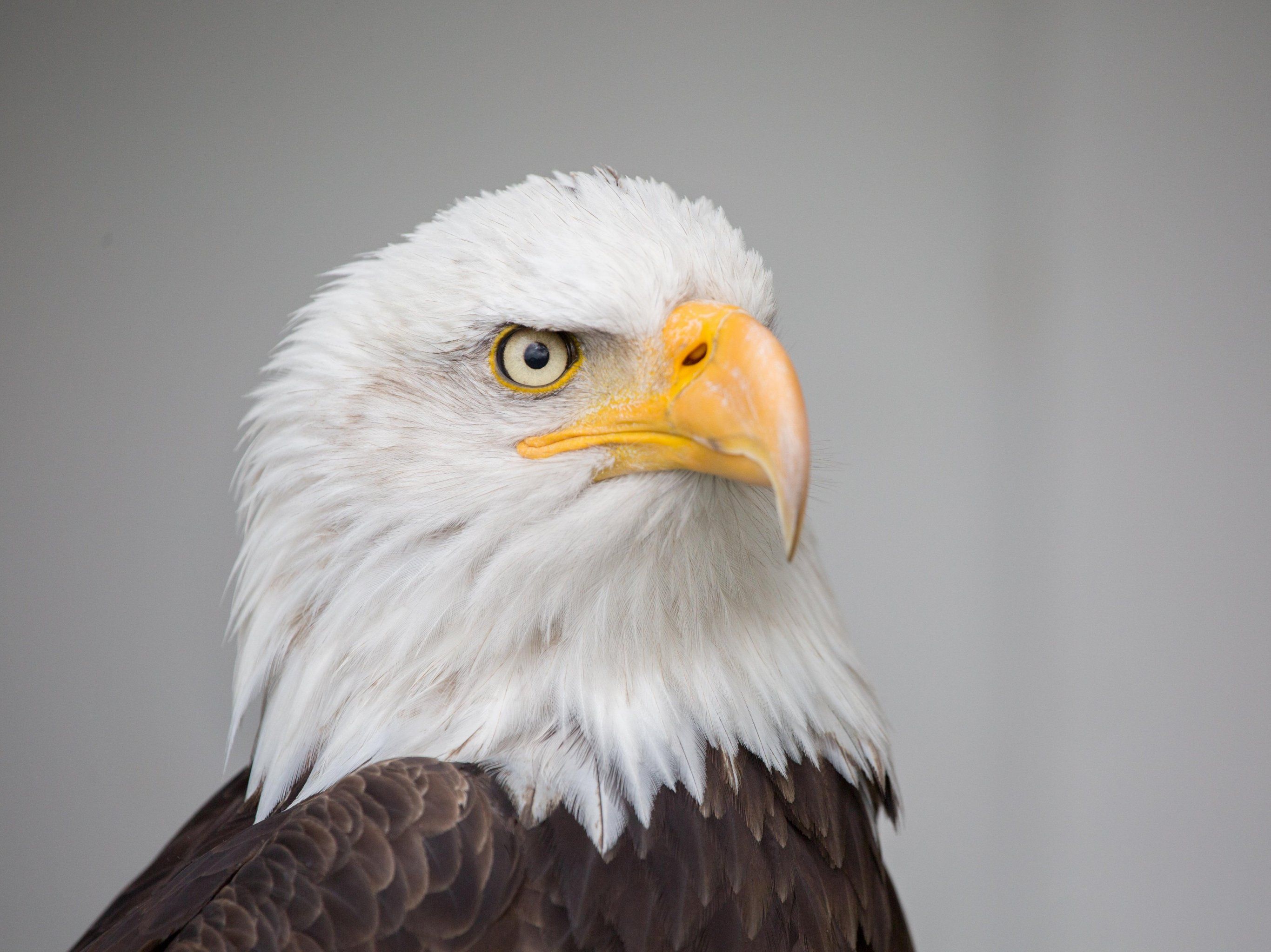 Bald Eagle Wallpaper, Android & Desktop Background