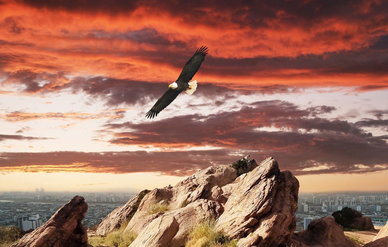 Wallpaper the sky, sunset, the city, rendering, rocks, collage, bird, bald eagle, photoart image for desktop, section рендеринг