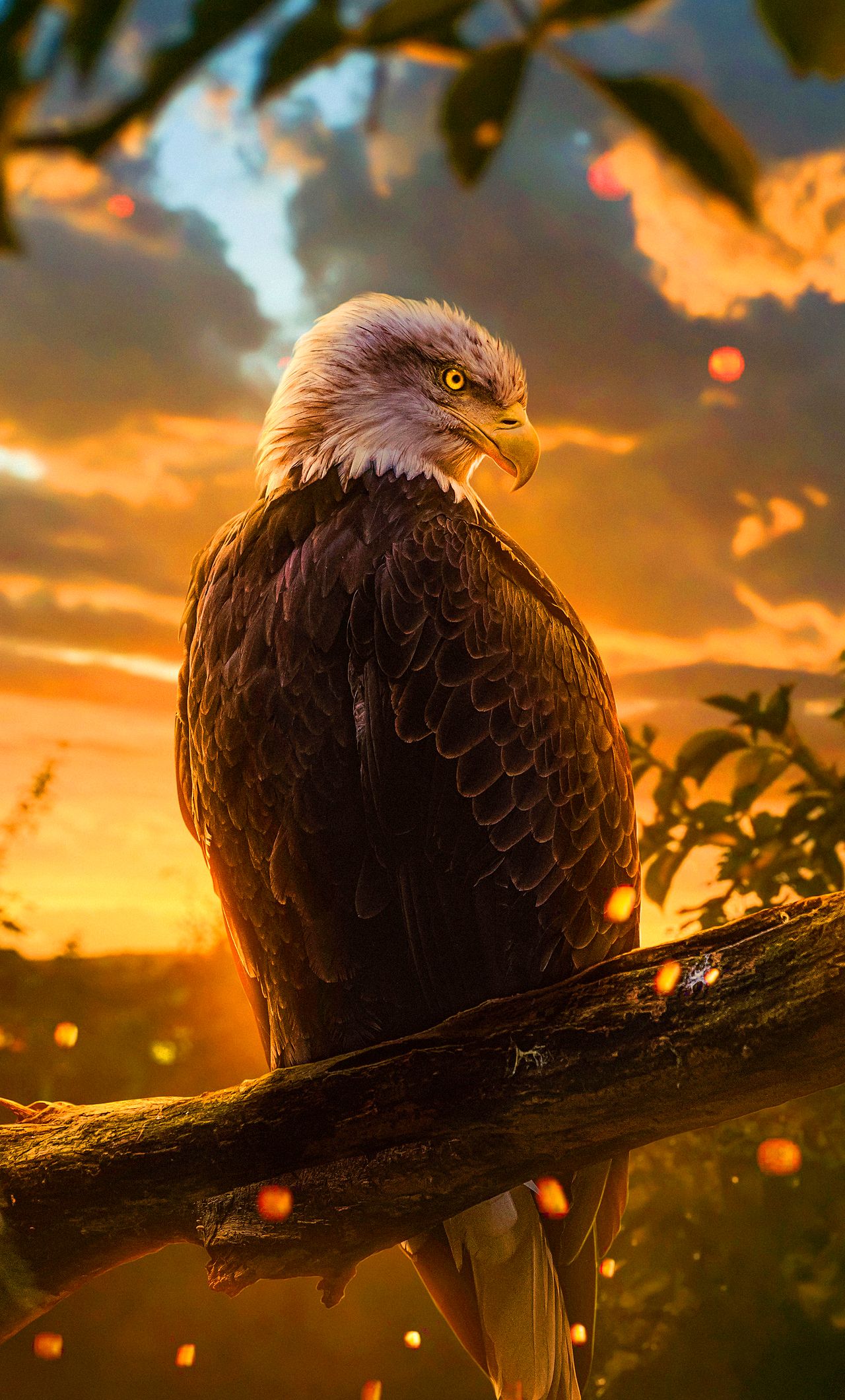 Download bald eagle iphone wallpaper