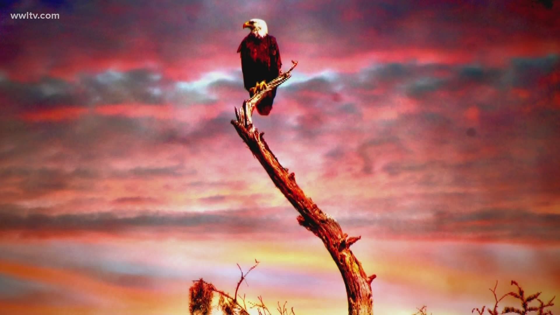 Swamp tour to see Louisiana's restored bald eagle population!. Access Code 70356