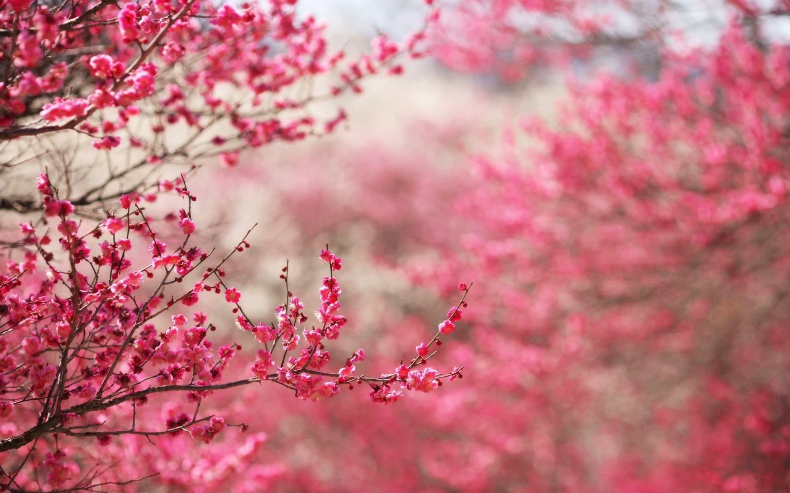 Cherry Blossom Wallpaper. Cherry Wallpaper, Cherry Blossom Wallpaper and Cherry Fruit Wallpaper