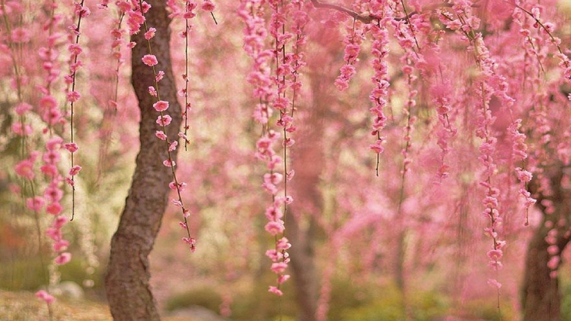 Spring Cherry Blossoms Wallpaper HD Background Cherry Blossom