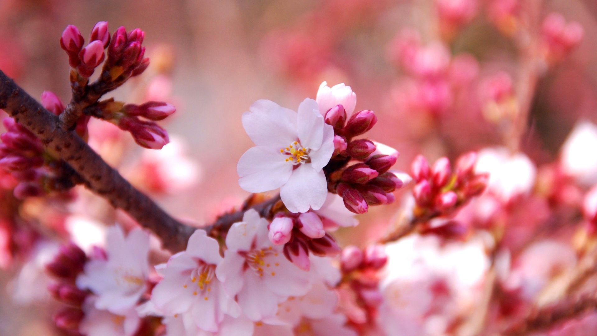 Sakura Flower Wallpaper Wallpaper Superior Sakura Flower Wallpaper Background