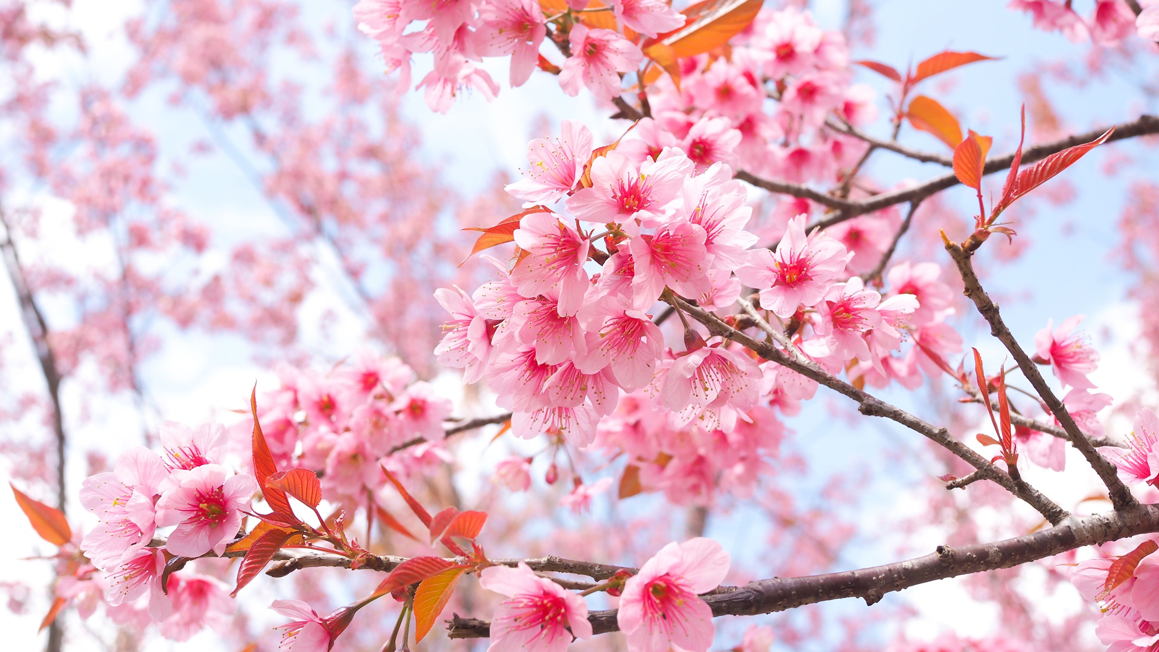 Sakura Flower Wallpaper Wallpaper Superior Sakura Flower Wallpaper Background