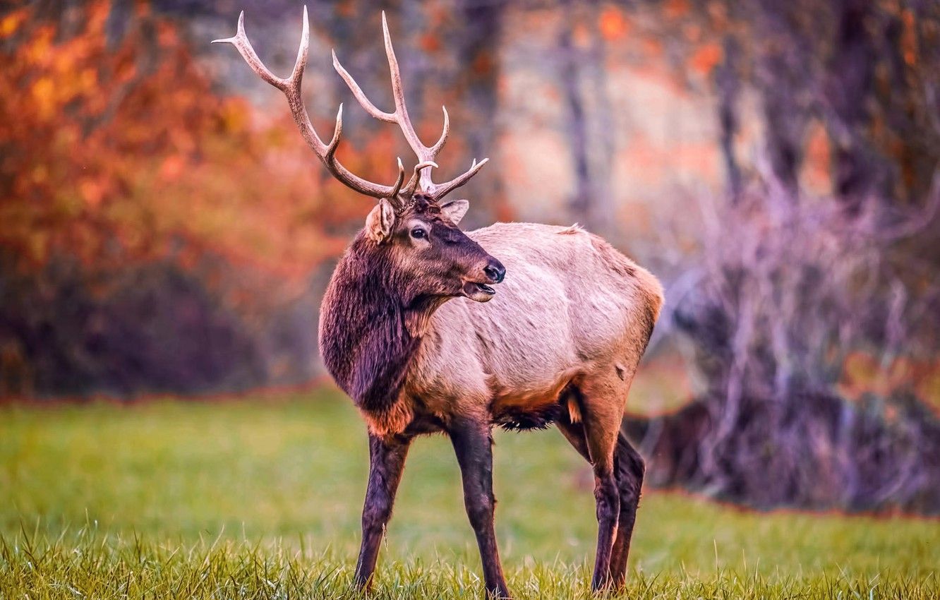 Wallpaper forest, nature, animal, spring, Deer, horns image for desktop, section животные