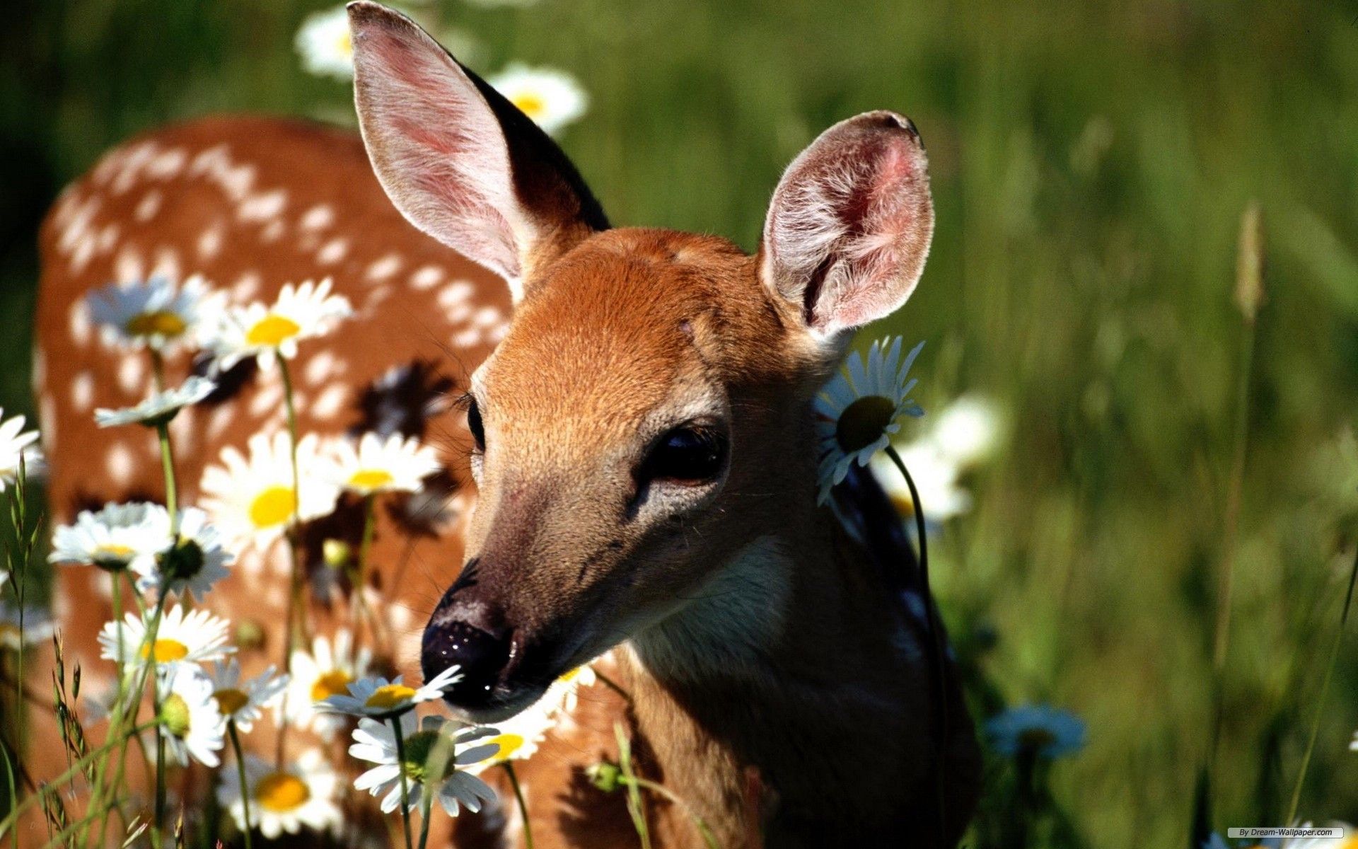 Spring Deer Wallpapers Wallpaper Cave