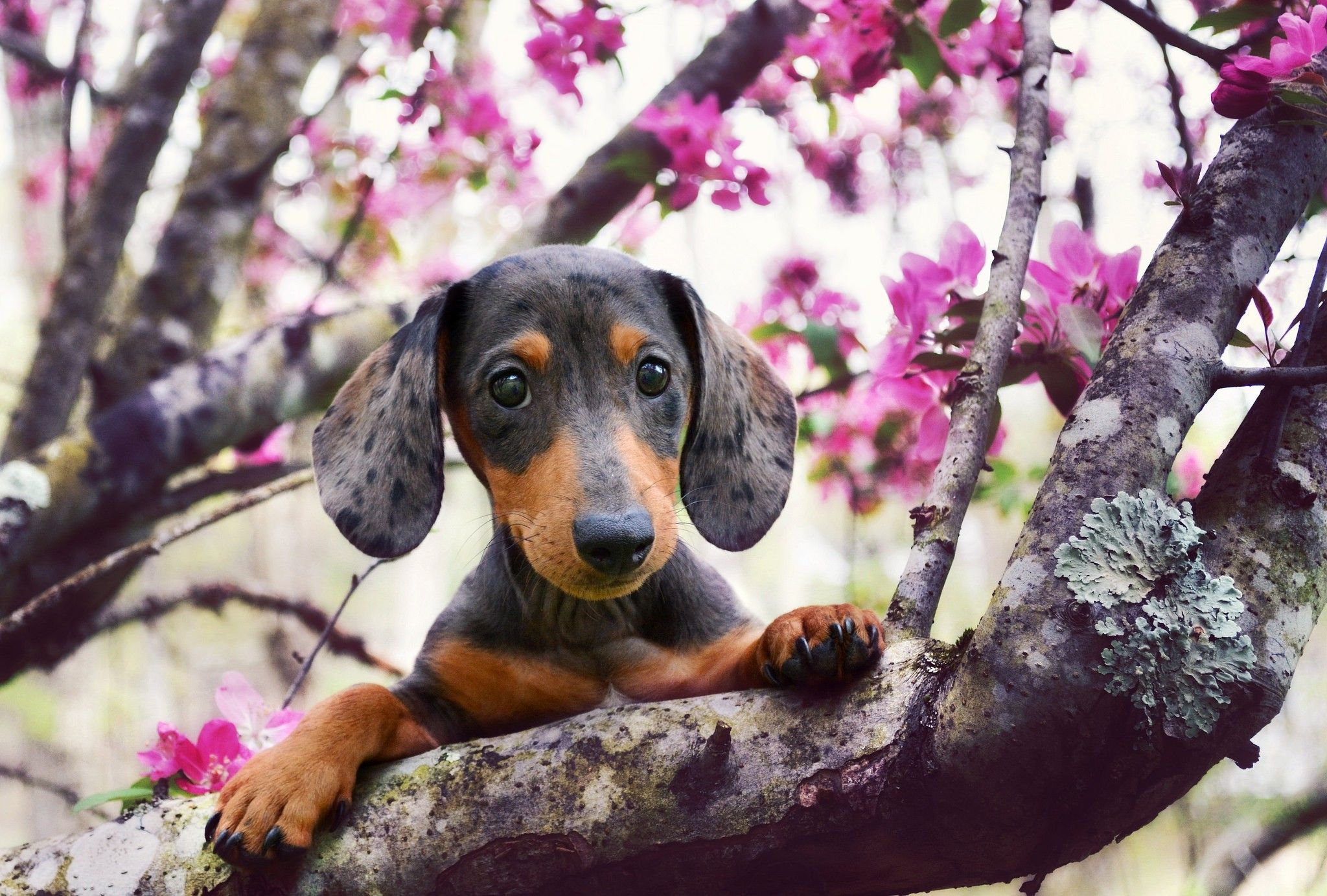 Spring Dog