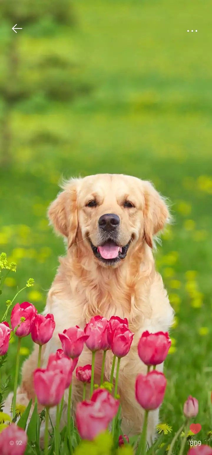 Cute Dog Spring Wallpapers - Wallpaper Cave
