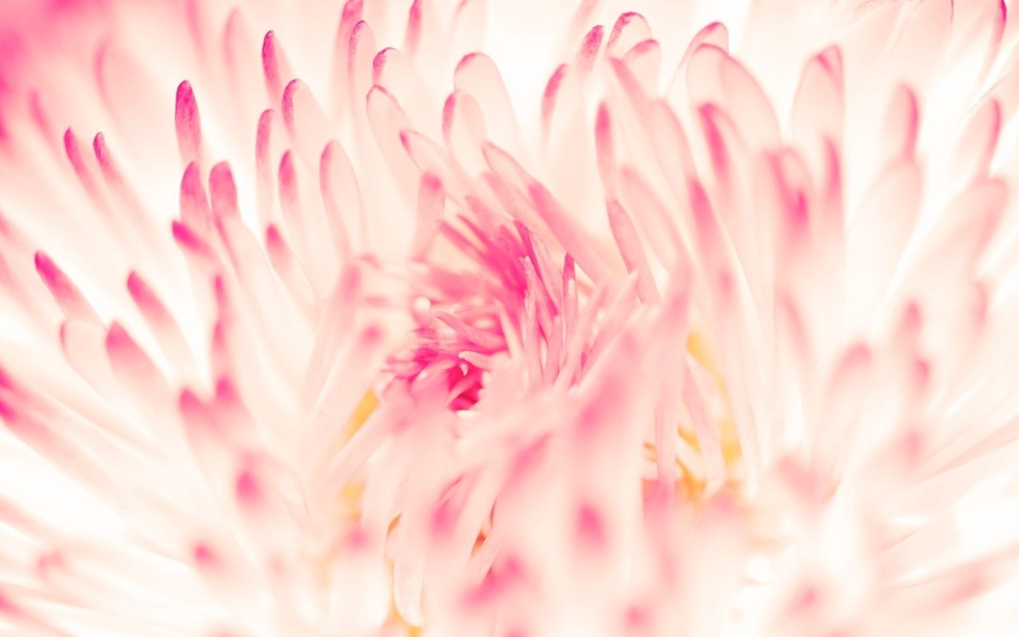 Spring Daisy Flower Mac Wallpaper Download. Free Mac Wallpaper