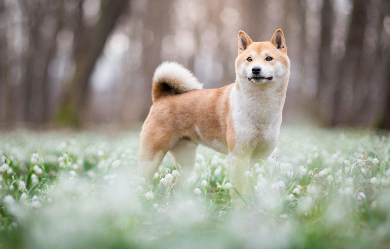 Wallpaper forest, look, face, trees, flowers, nature, Park, background, glade, dog, spring, blur, snowdrops, cute, puppy, bokeh image for desktop, section собаки