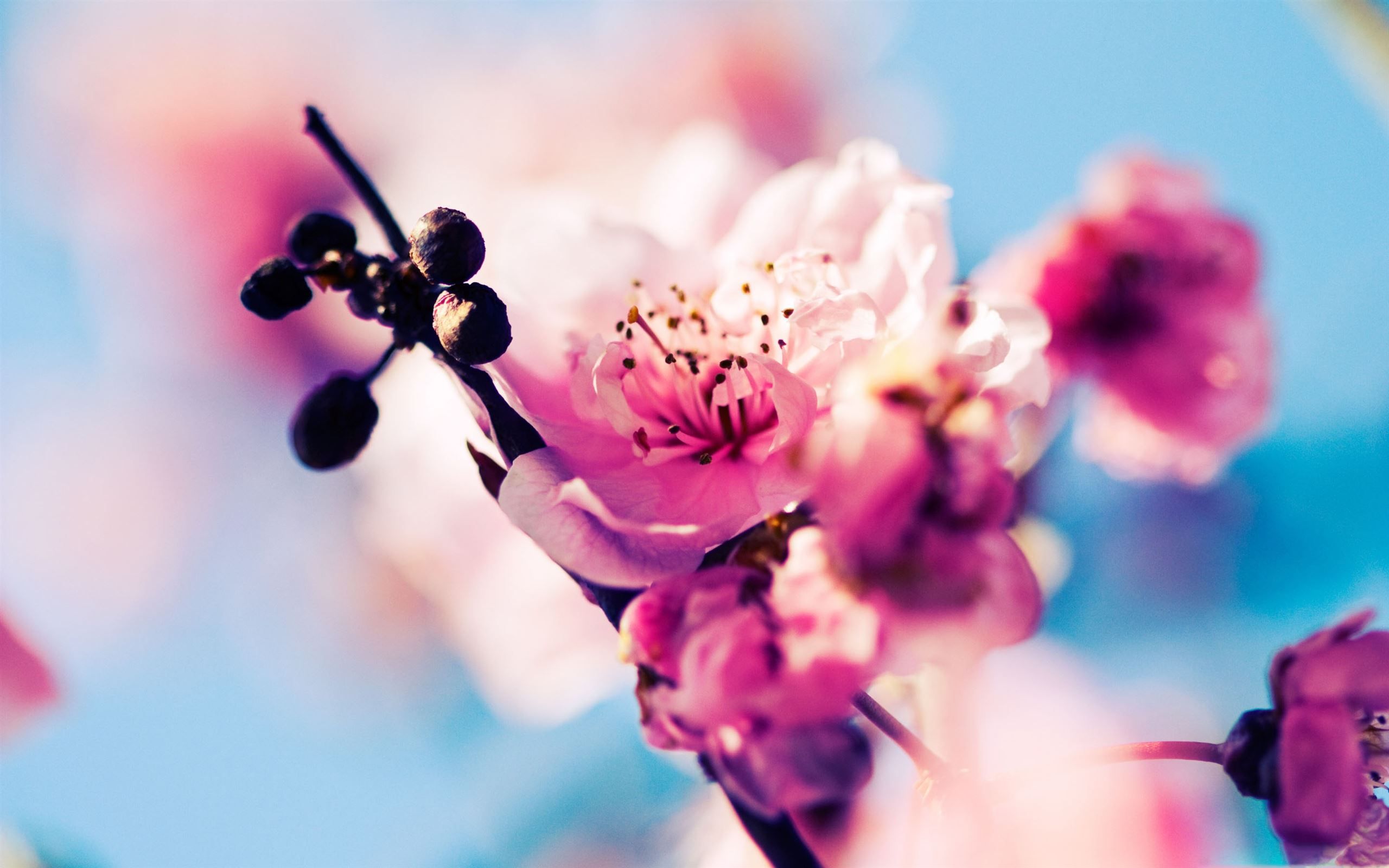 Early Spring MacBook Air Wallpaper Download