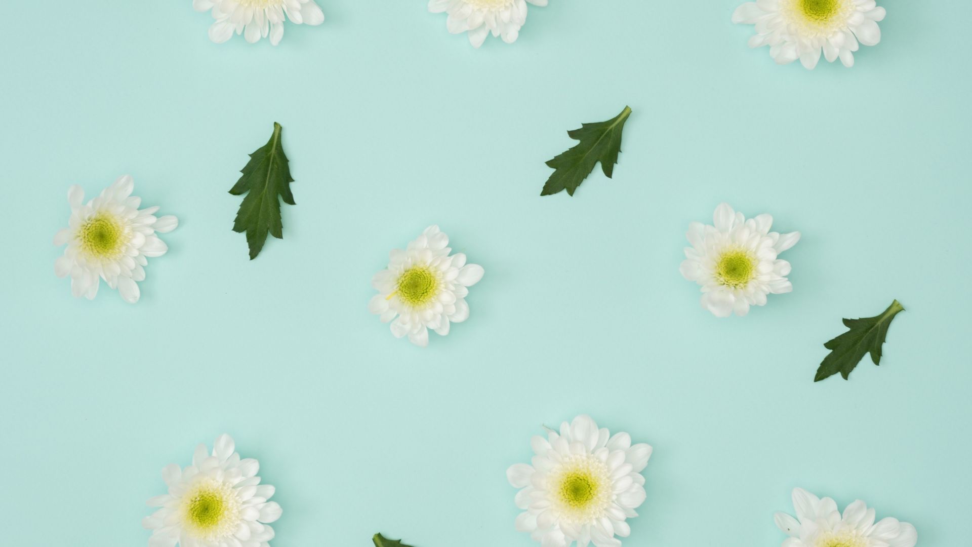 Desktop wallpaper chamomile, leaves, flowers, minimalism, HD image, picture, background, d5b288