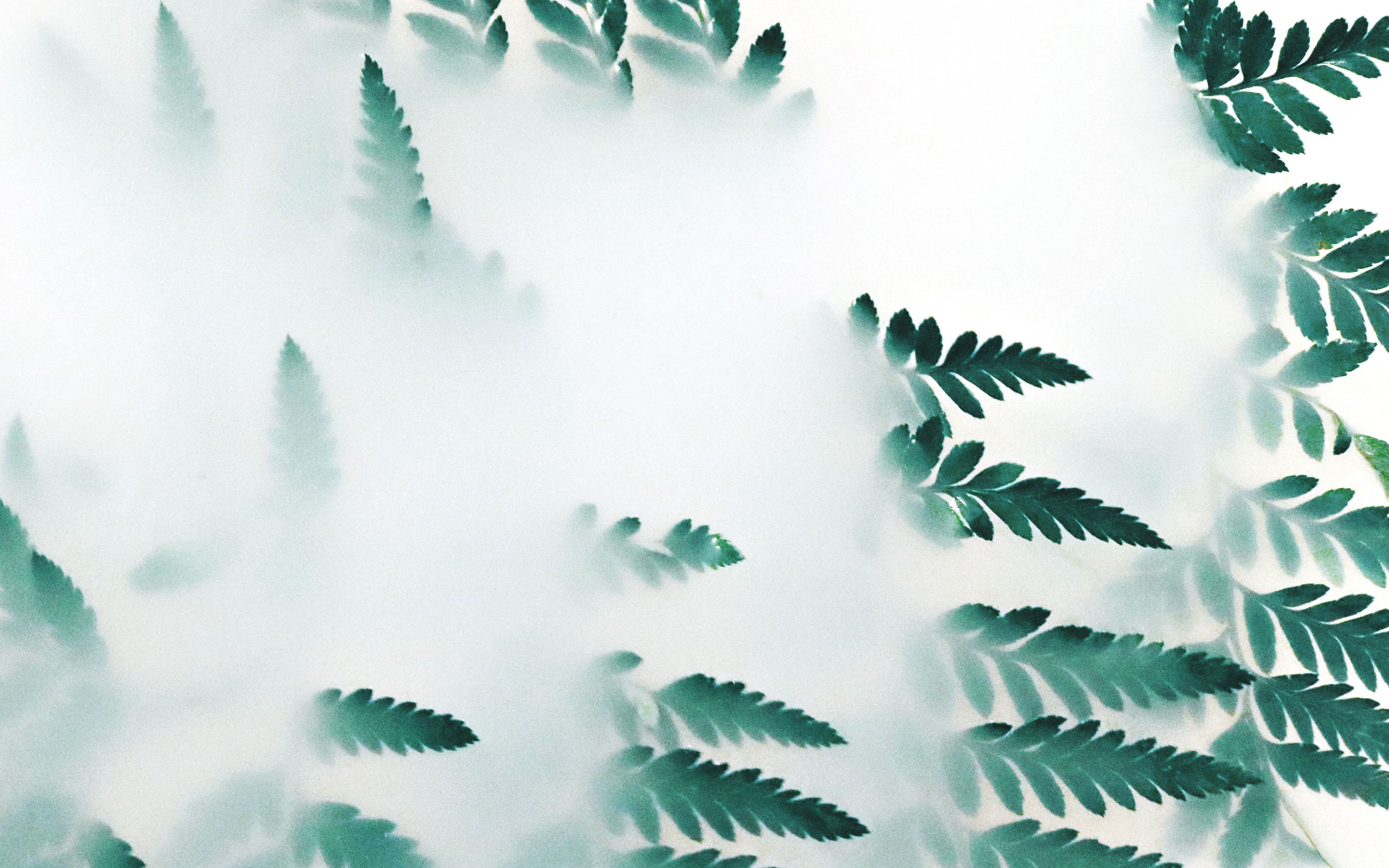 wallpaper for desktop, laptop. leaf hip minimal tree flower simple nature